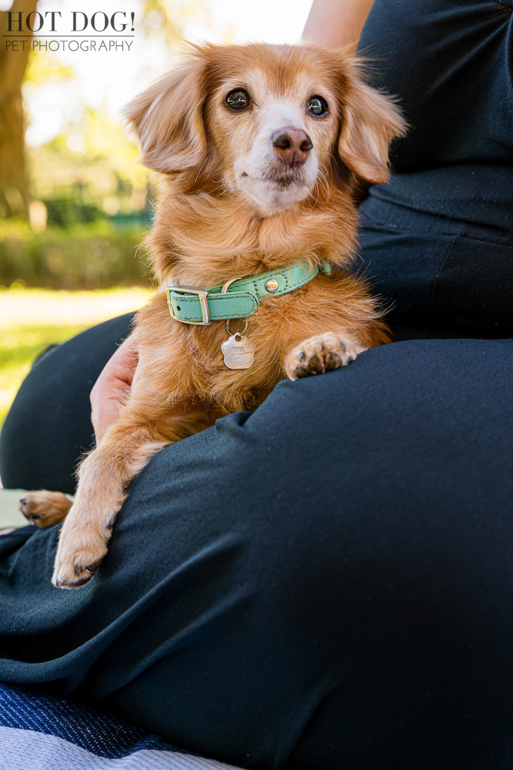 Close-up portrait of Piper being held lovingly by her mom Taya during their Lake Nona pet photo session.