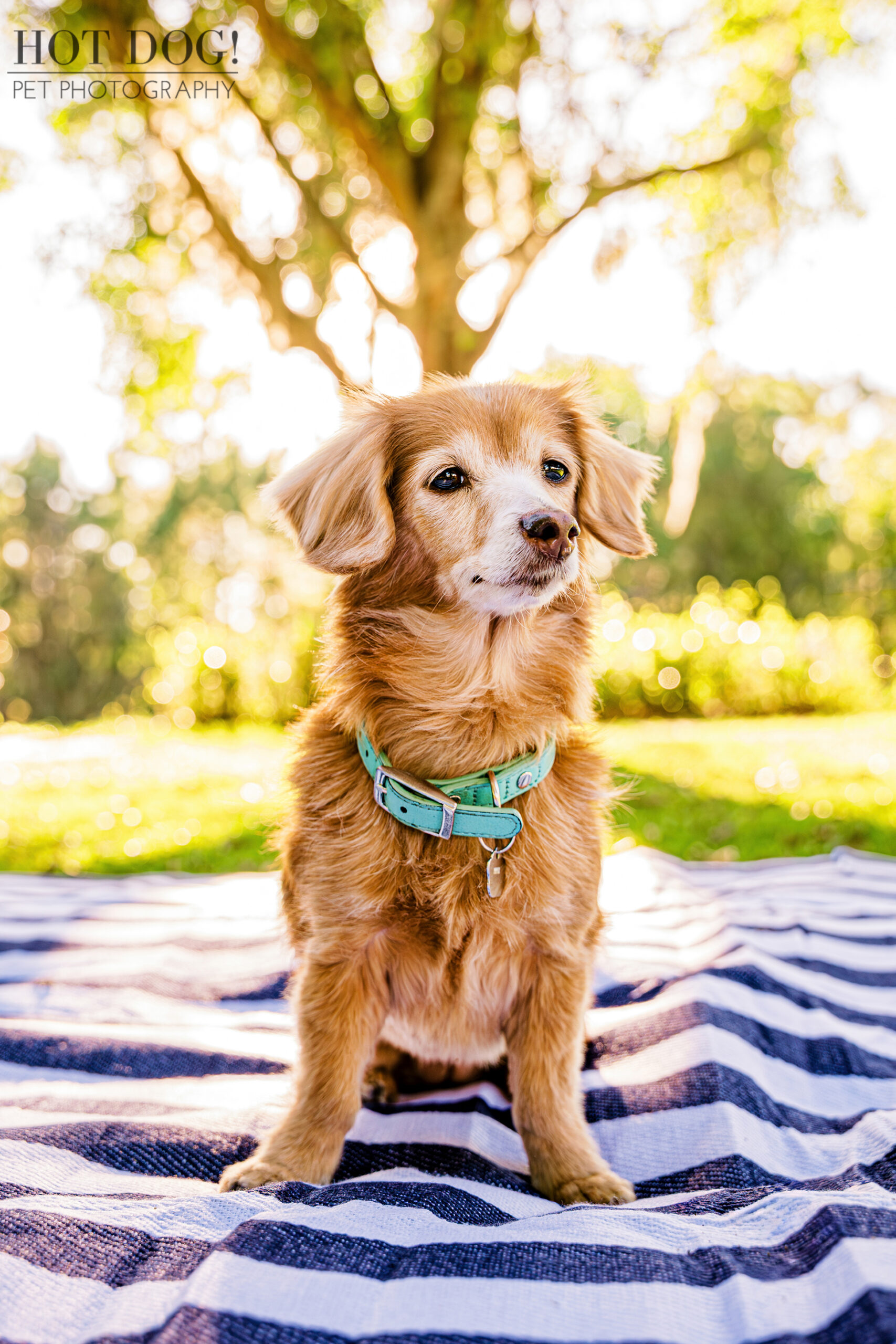 Senior dachshund Piper sitting attentively on a striped blanket under golden afternoon light.