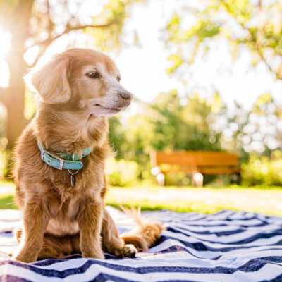 Piper soaking in the sunshine on a striped picnic blanket at her Lake Nona pet photography session.