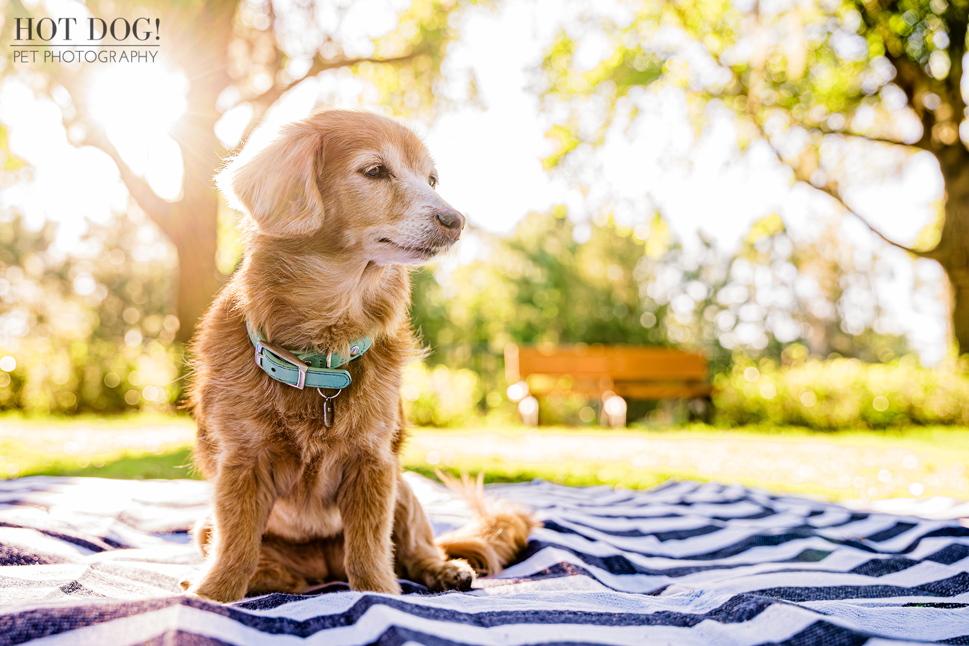 Piper soaking in the sunshine on a striped picnic blanket at her Lake Nona pet photography session.