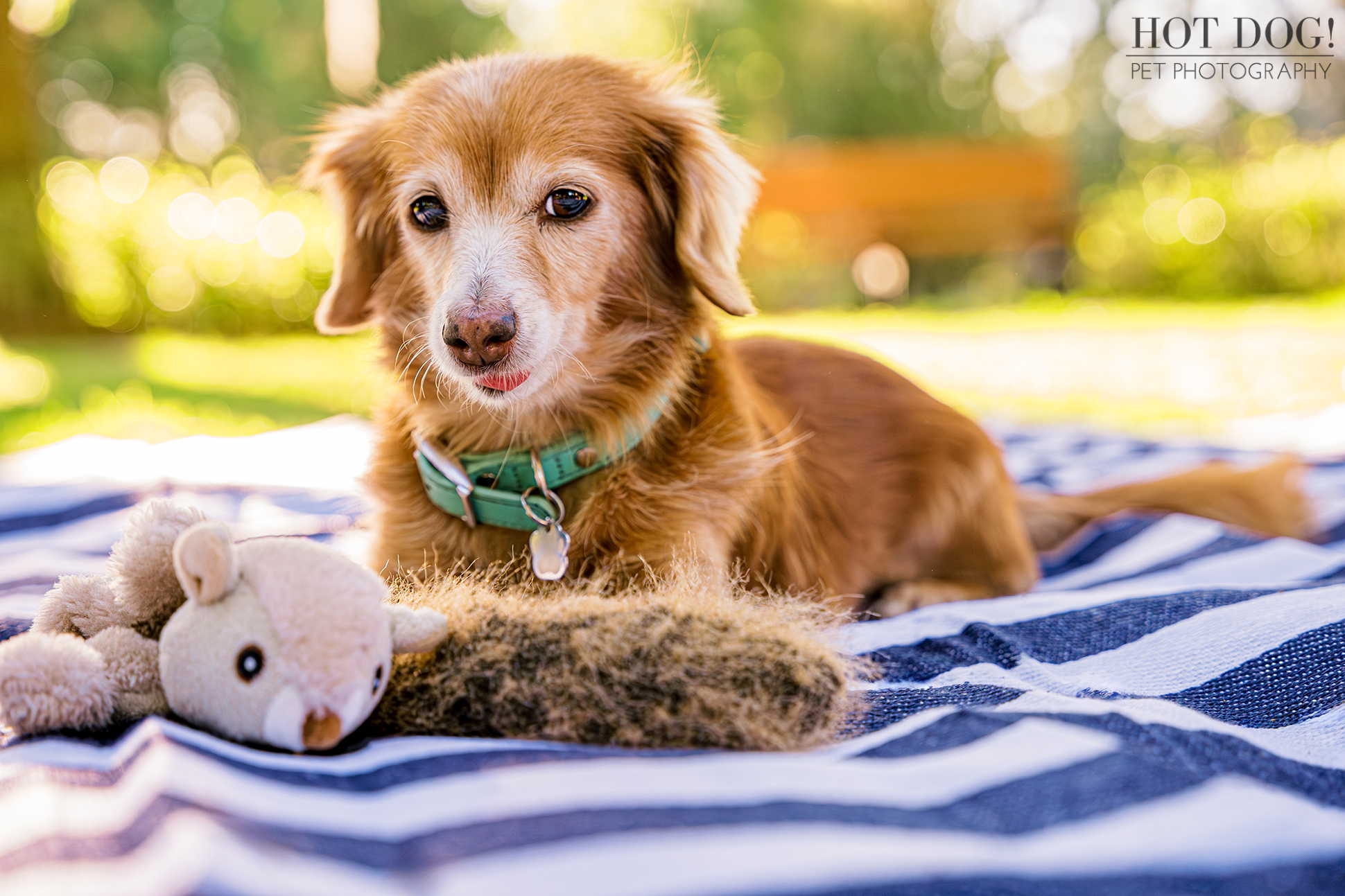 Sweet portrait of Piper with her plush squirrel toy on a sunny day in Lake Nona.