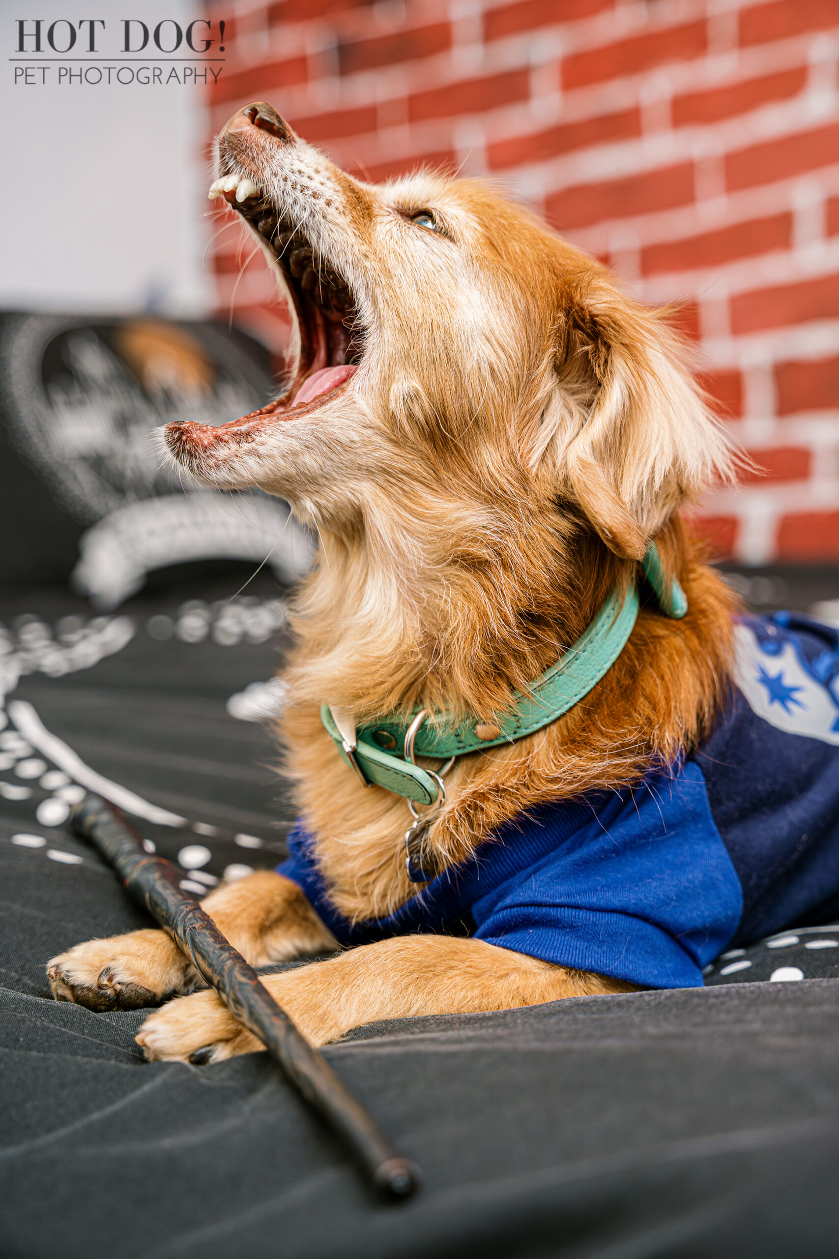Funny Harry Potter-themed pet photo of Piper dressed in a Hogwarts shirt and posing with a wand.