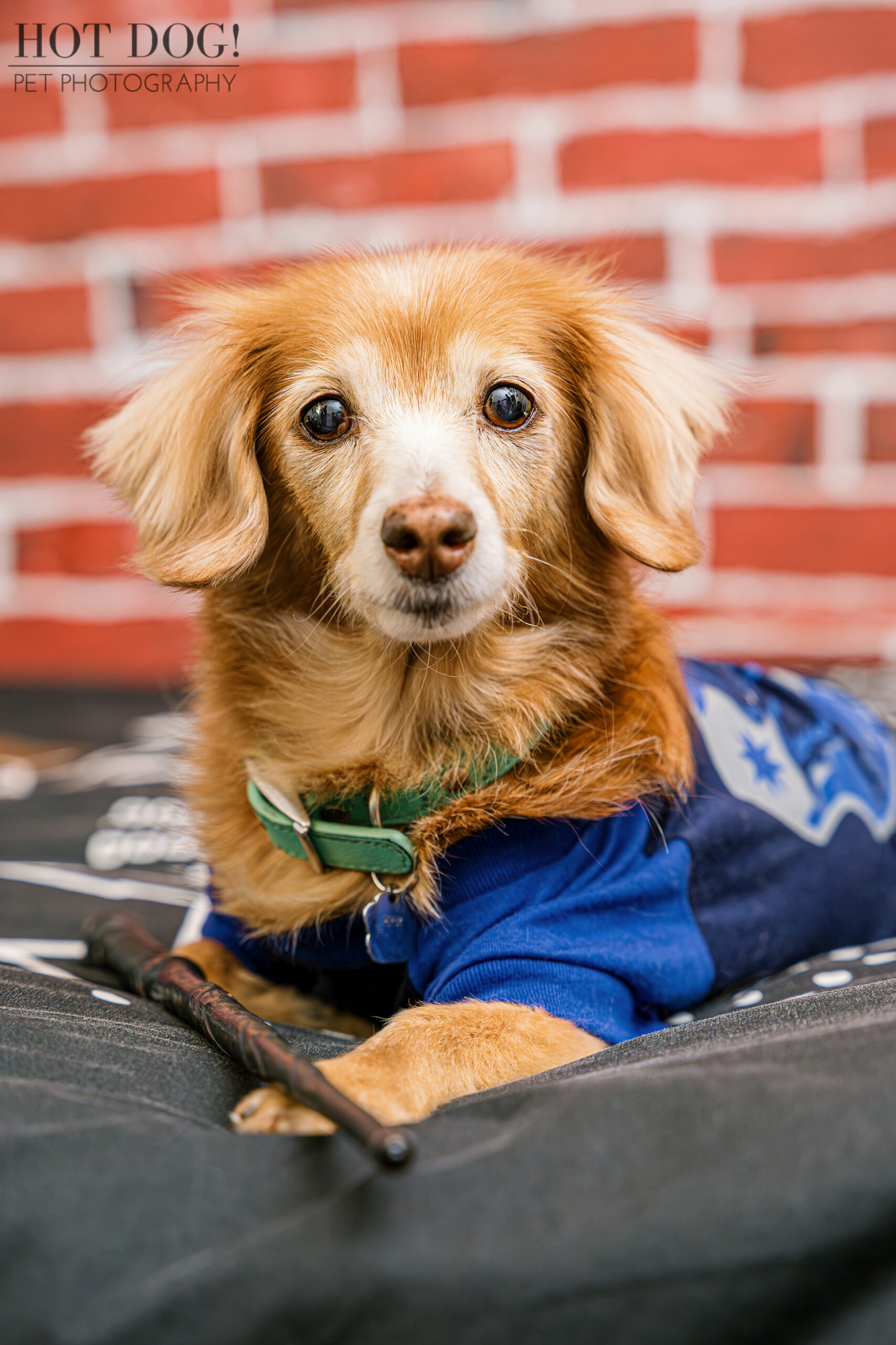 Whimsical Harry Potter-themed pet photo of Piper dressed in a Hogwarts shirt and posing with a wand.