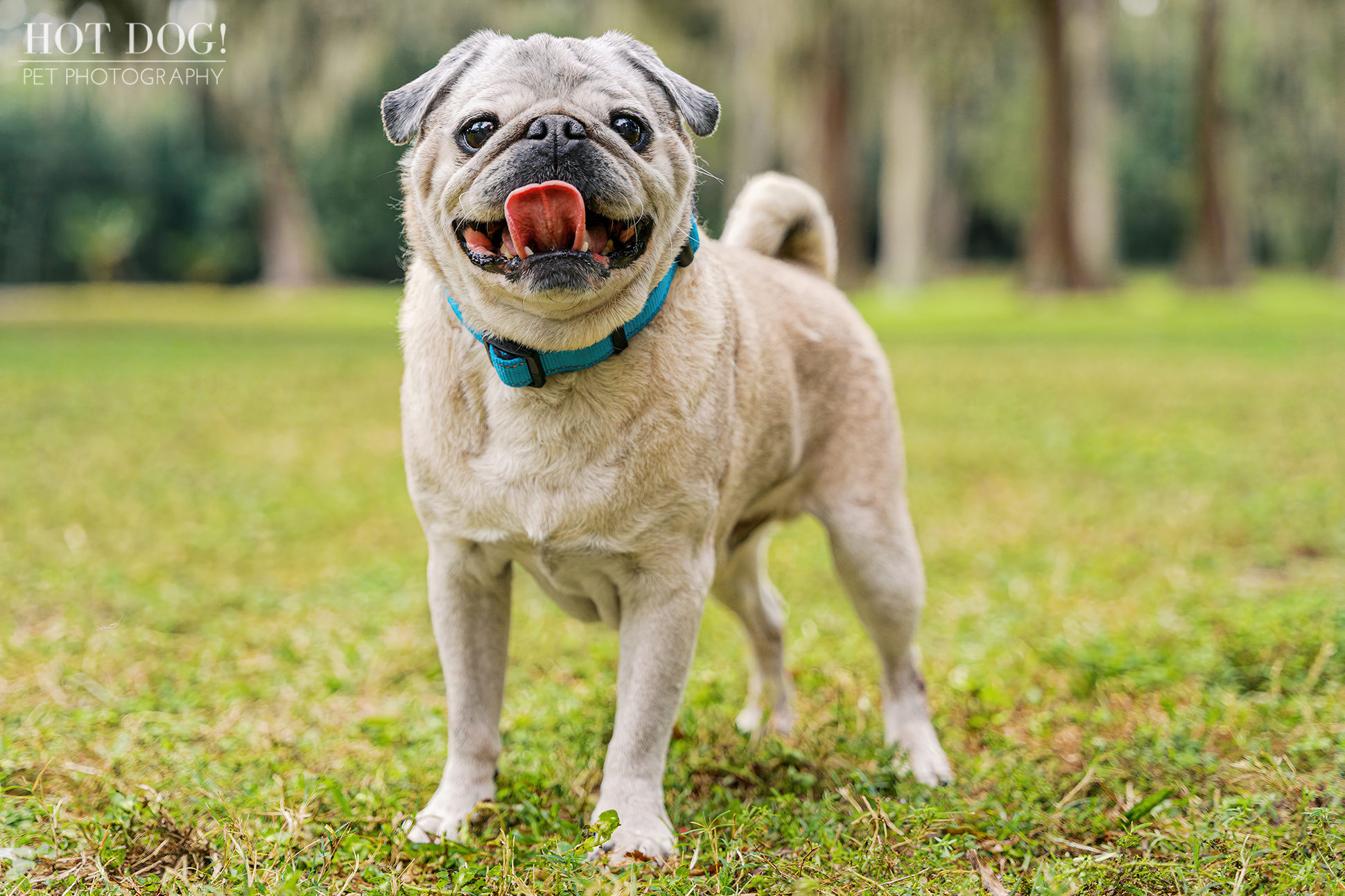 Fawn pug wearing a blue collar, standing alert on grass with trees blurred in the background at Cypress Grove Park.