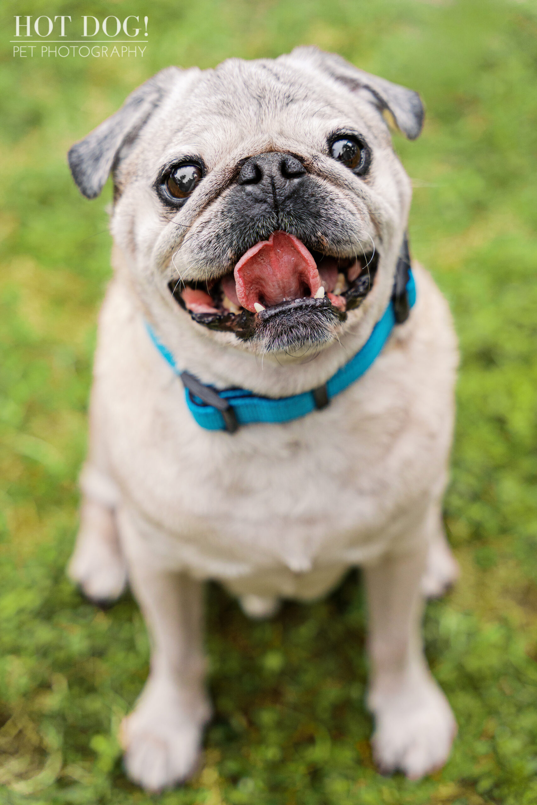 Close-up portrait of a happy fawn pug with mouth open and tongue visible, photographed outdoors on grass.