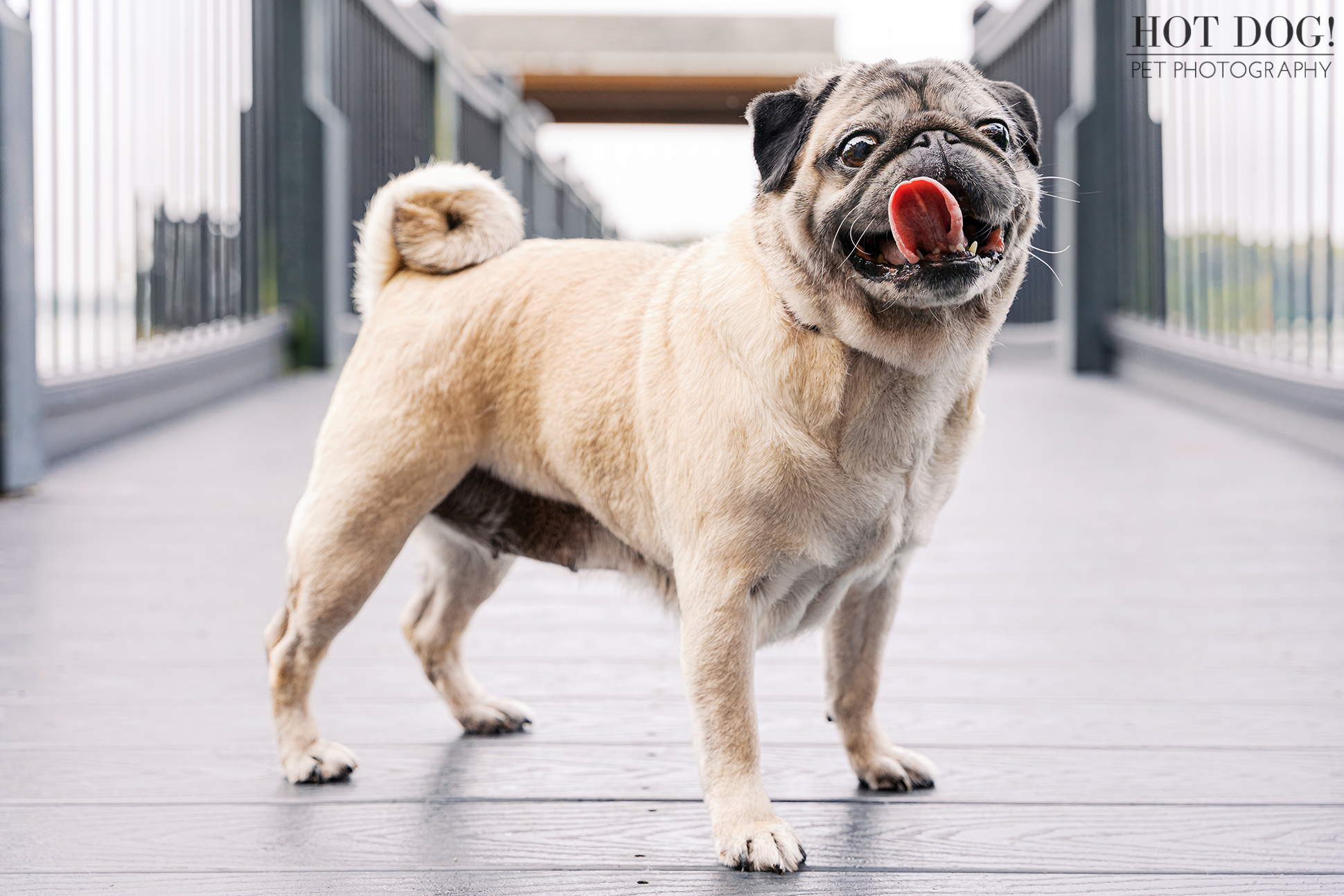 Fawn pug standing on a wooden boardwalk with railings, tongue out mid-lick during a pet photography session.