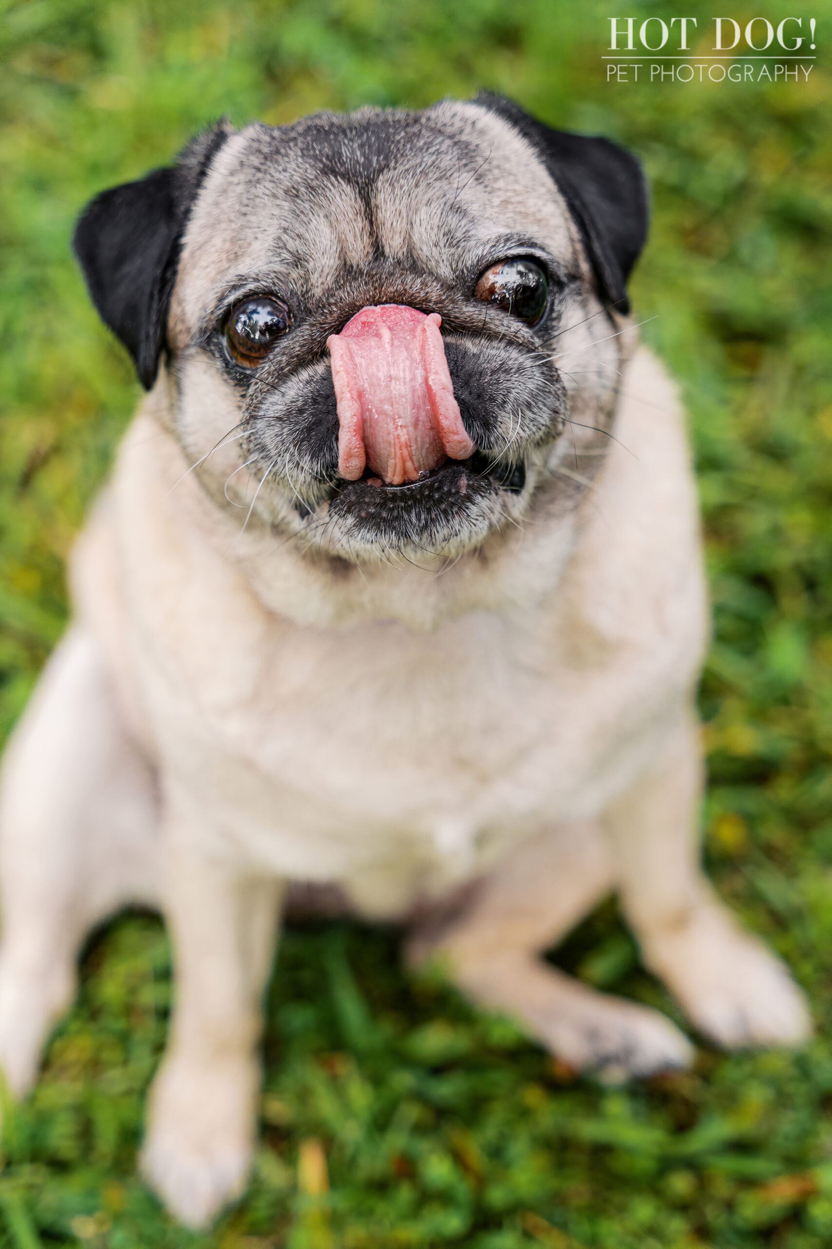 Close-up of a fawn pug licking its nose, eyes wide and expressive, photographed outdoors at a park.