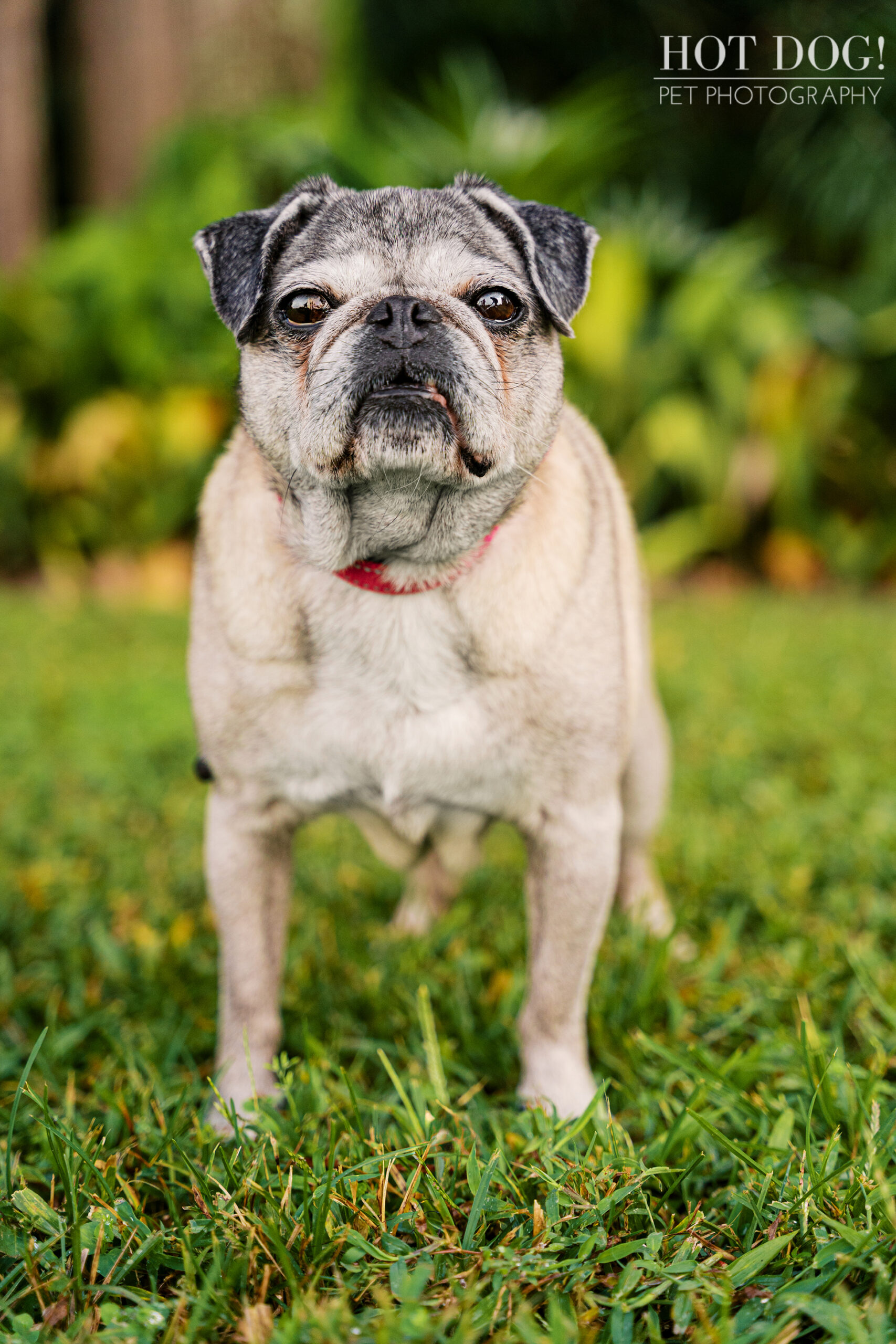 Senior fawn pug with a gray muzzle looking directly at the camera, photographed outdoors with soft greenery behind.