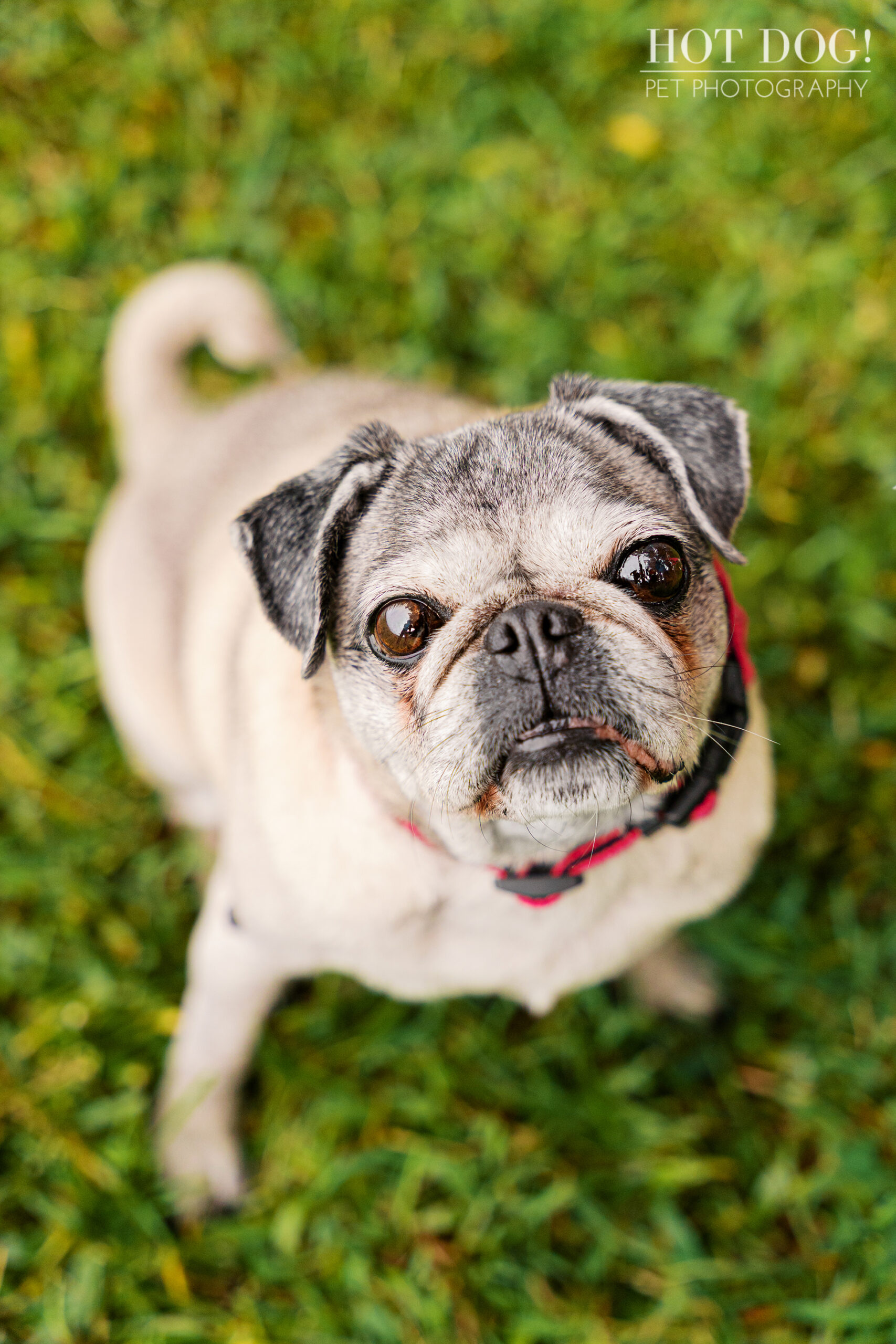 Fawn pug looking up toward the camera while standing on grass, captured from an overhead angle.
