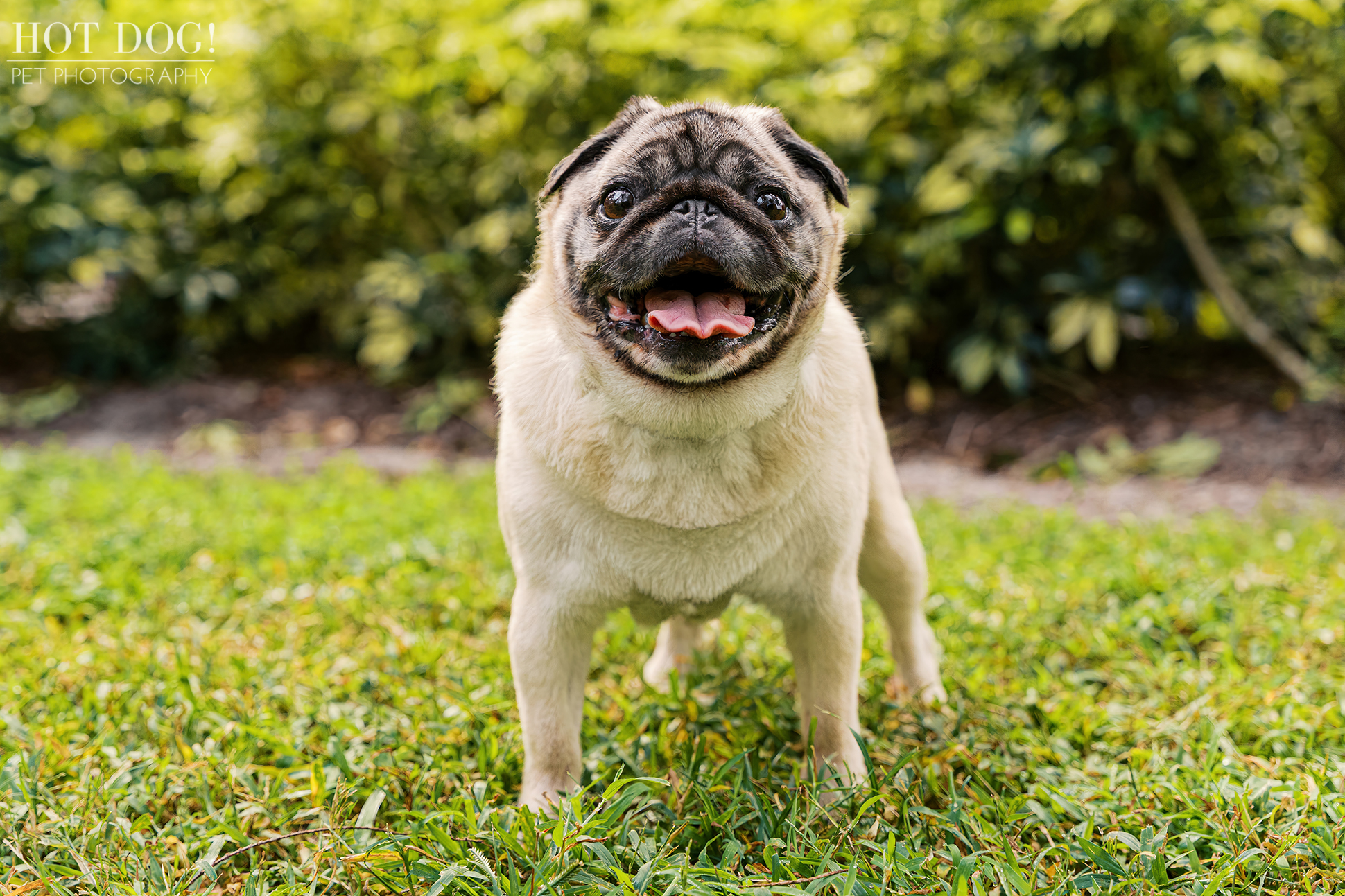 Smiling fawn pug standing on green grass at Cypress Grove Park during an outdoor pet photography session.