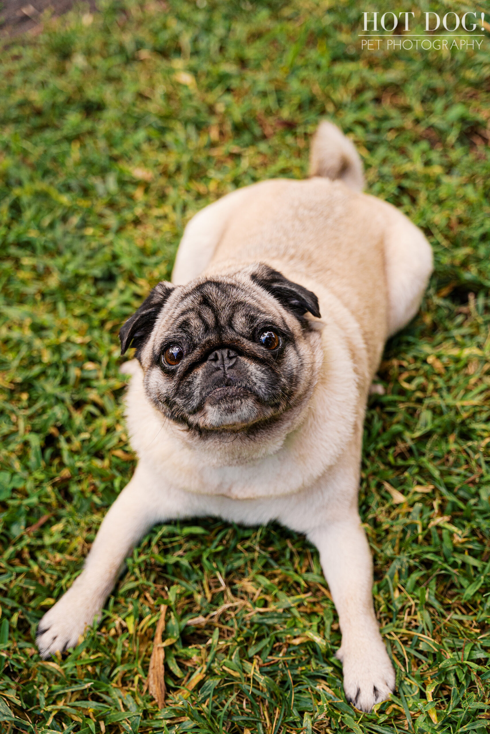 Fawn pug lying on grass and looking up at the camera, captured during a relaxed outdoor pet photography session.