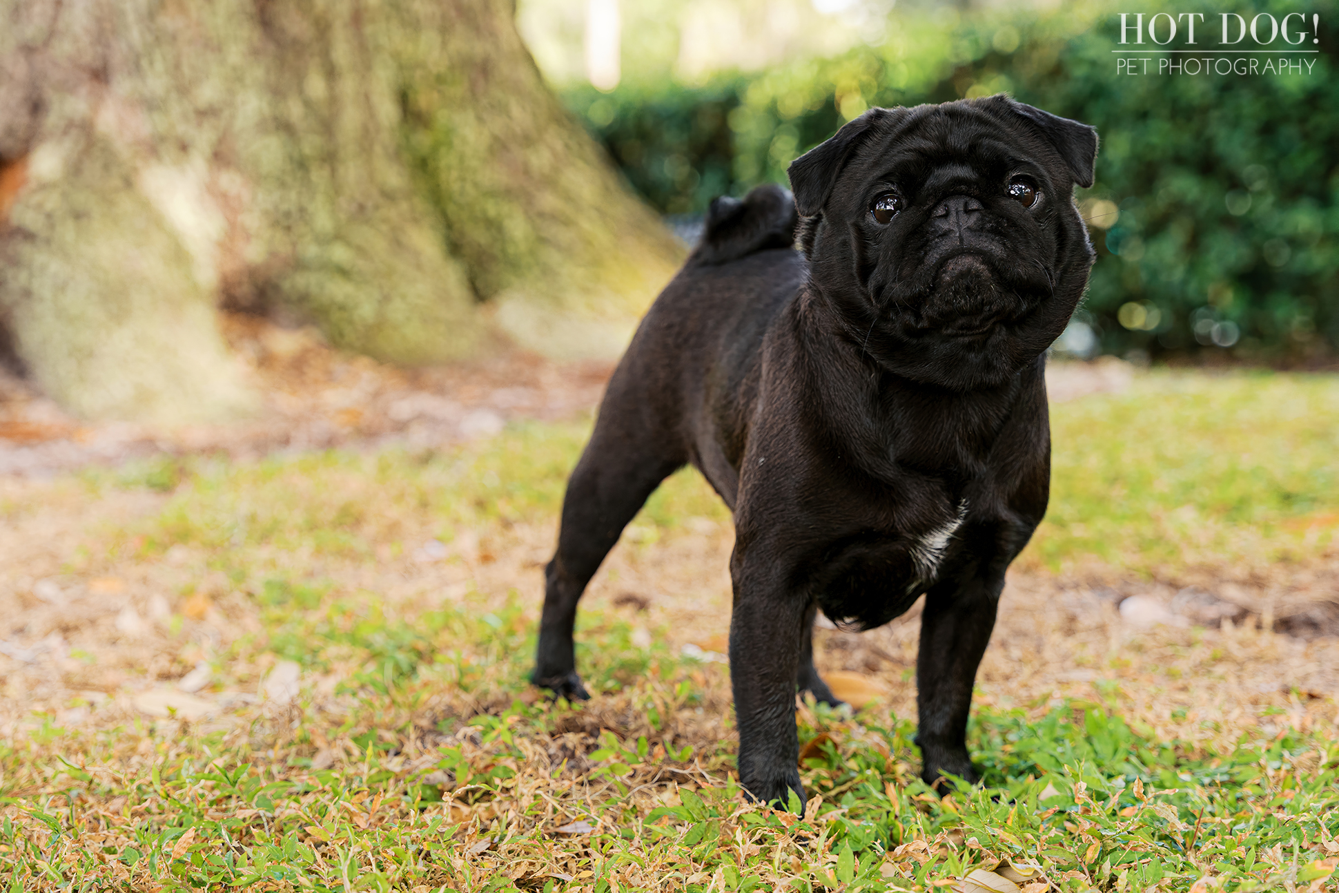 Black pug standing on grass near a large tree trunk, photographed outdoors during a pet photography session.