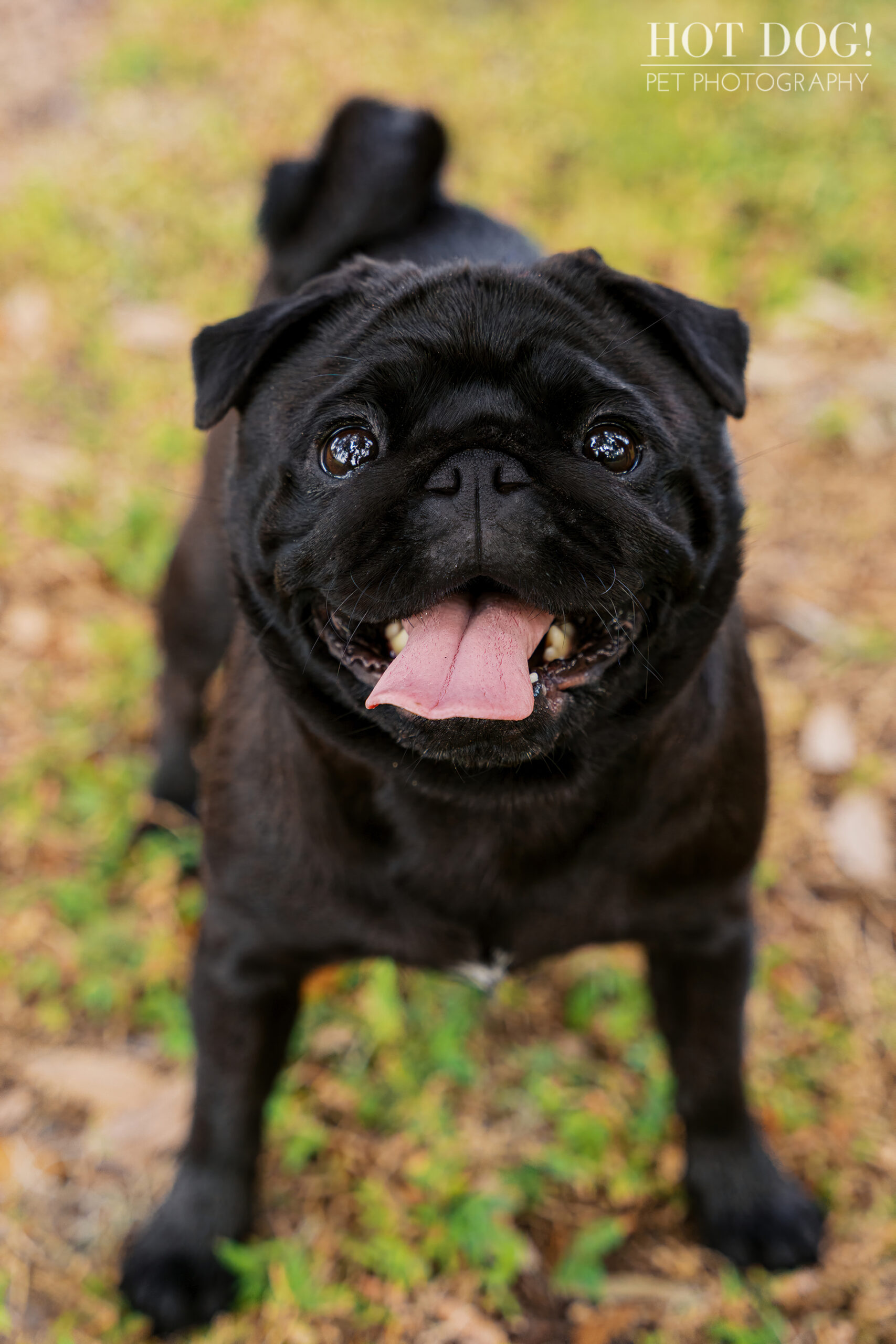 Close-up of a black pug with tongue out, looking happily toward the camera in an outdoor park setting.