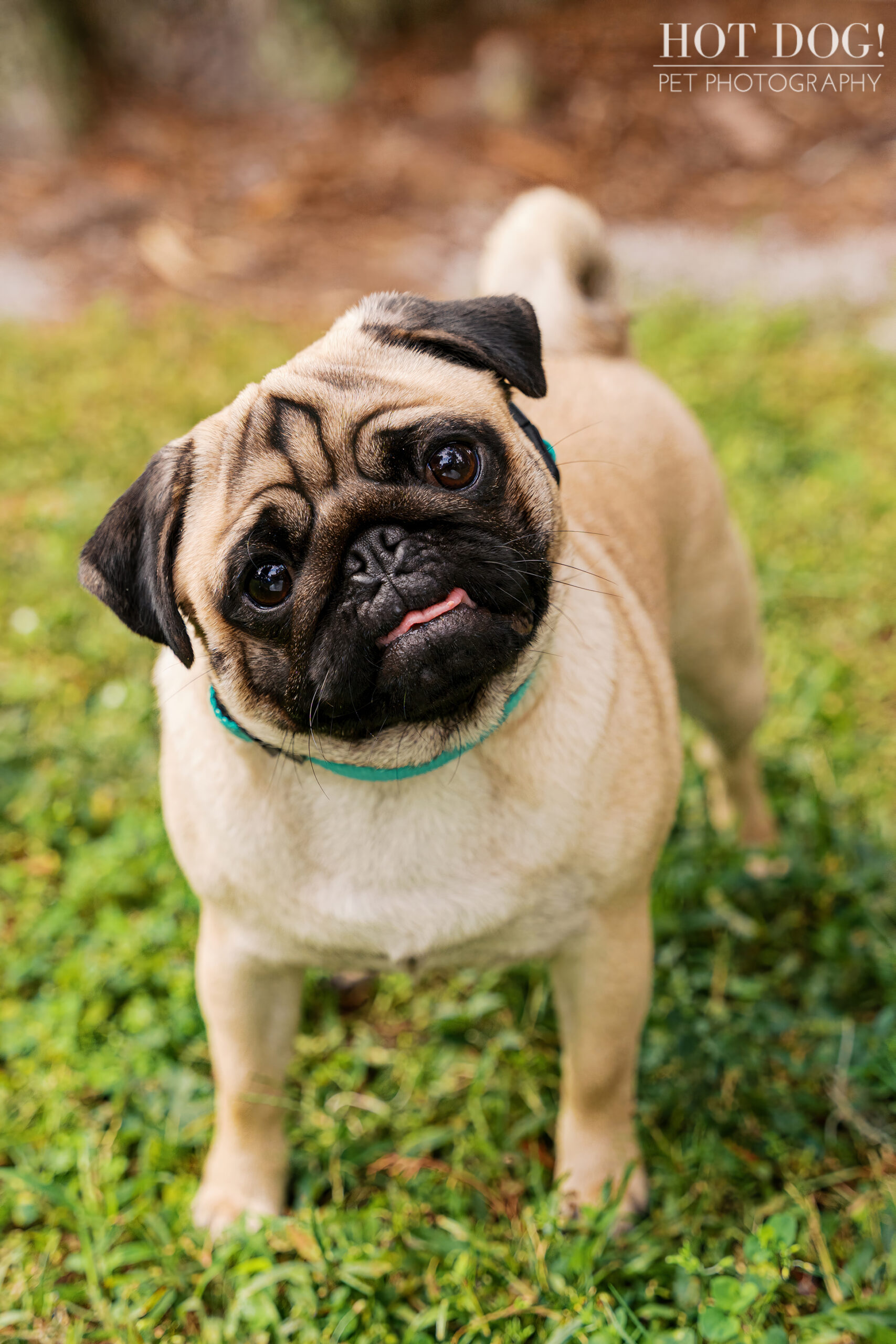 Fawn pug with a teal collar tilting its head slightly while standing on grass, photographed outdoors.