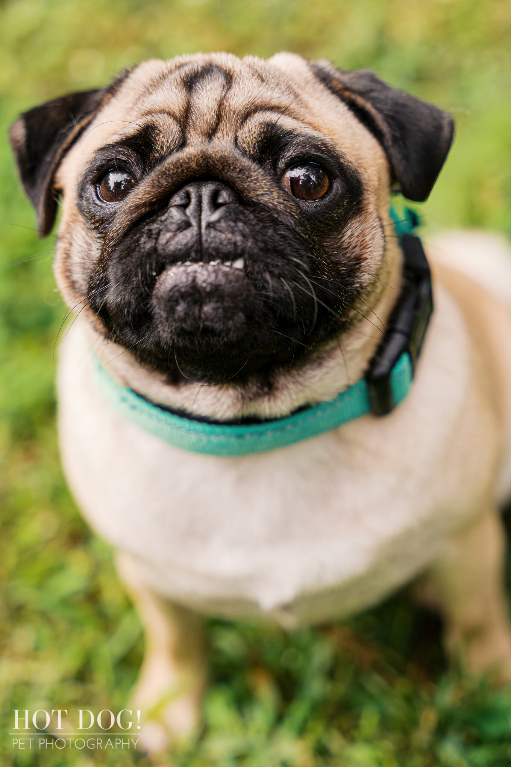 Close-up portrait of a fawn pug wearing a teal collar, looking directly at the camera while standing on grass.
