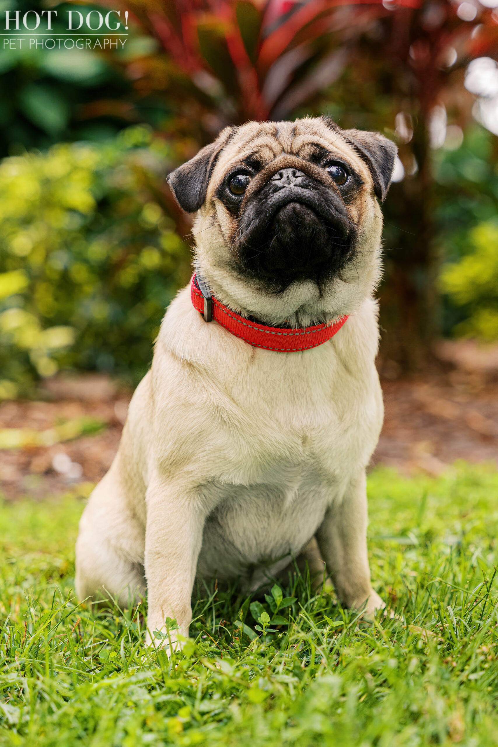 Fawn pug sitting calmly on grass with a red collar, photographed with lush greenery in the background.