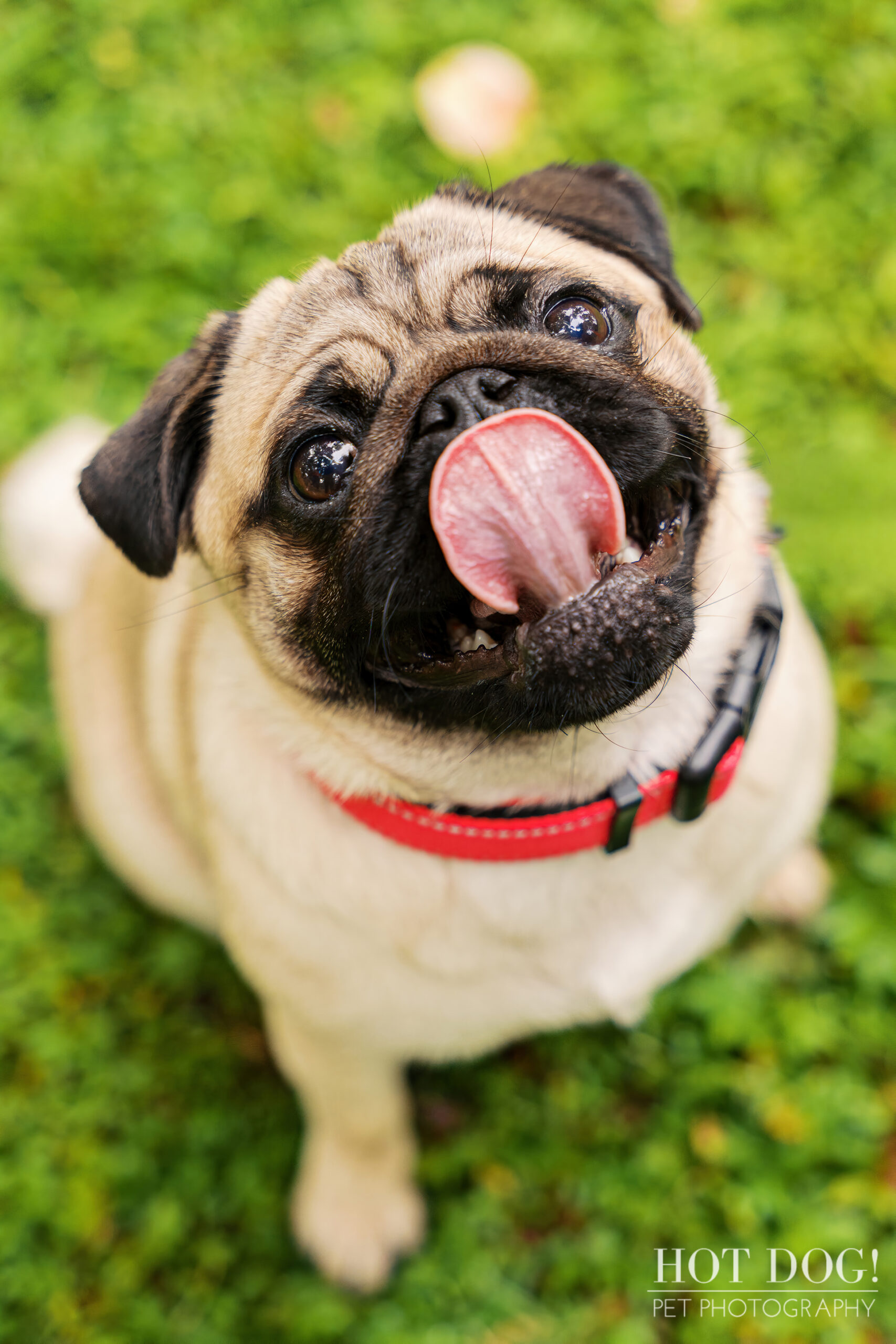 Close-up of a fawn pug licking its nose, captured from a slightly overhead angle on green grass.