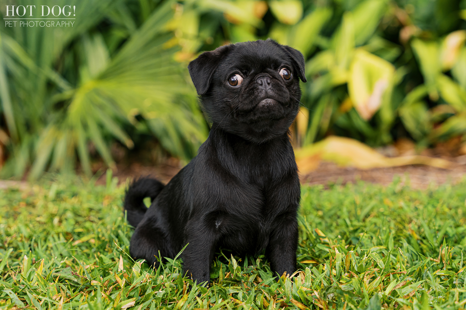 Black pug puppy sitting on grass and looking off to the side, photographed in a park with tropical plants behind.