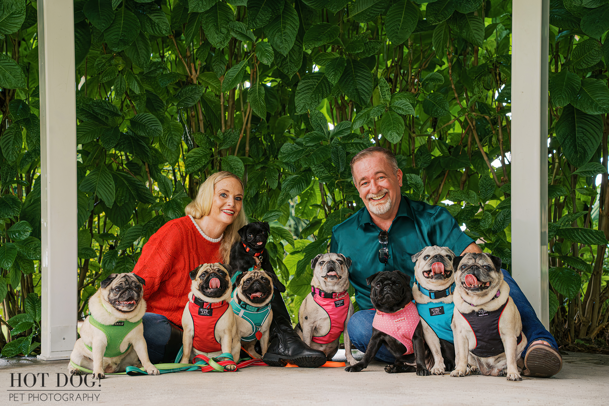 Couple sitting under a gazebo with eight pugs arranged in front of them, photographed during a family pet photography session with lush green foliage behind.