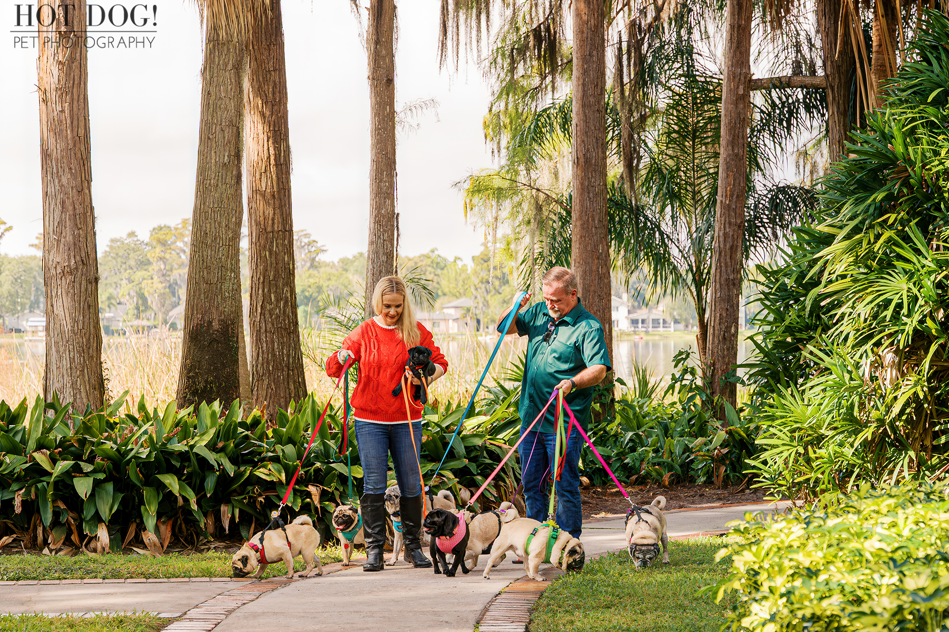 Couple walking multiple pugs on leashes along a park path lined with palm trees and greenery during an outdoor pet photography session.