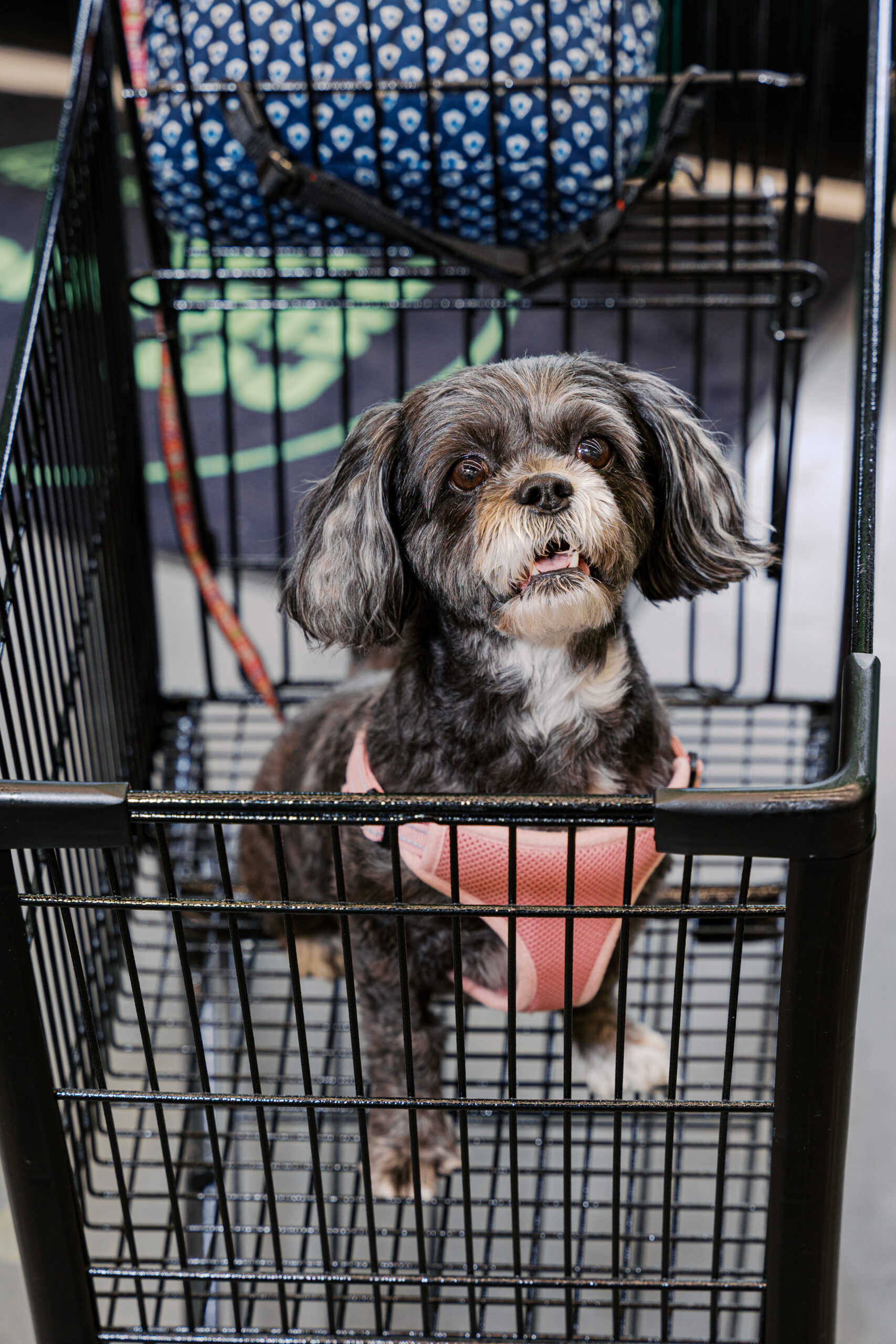 Small dog sitting in shopping cart inside pet store, capturing candid pet-friendly retail moment.