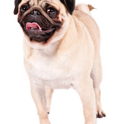 Dog of the Day | Pug