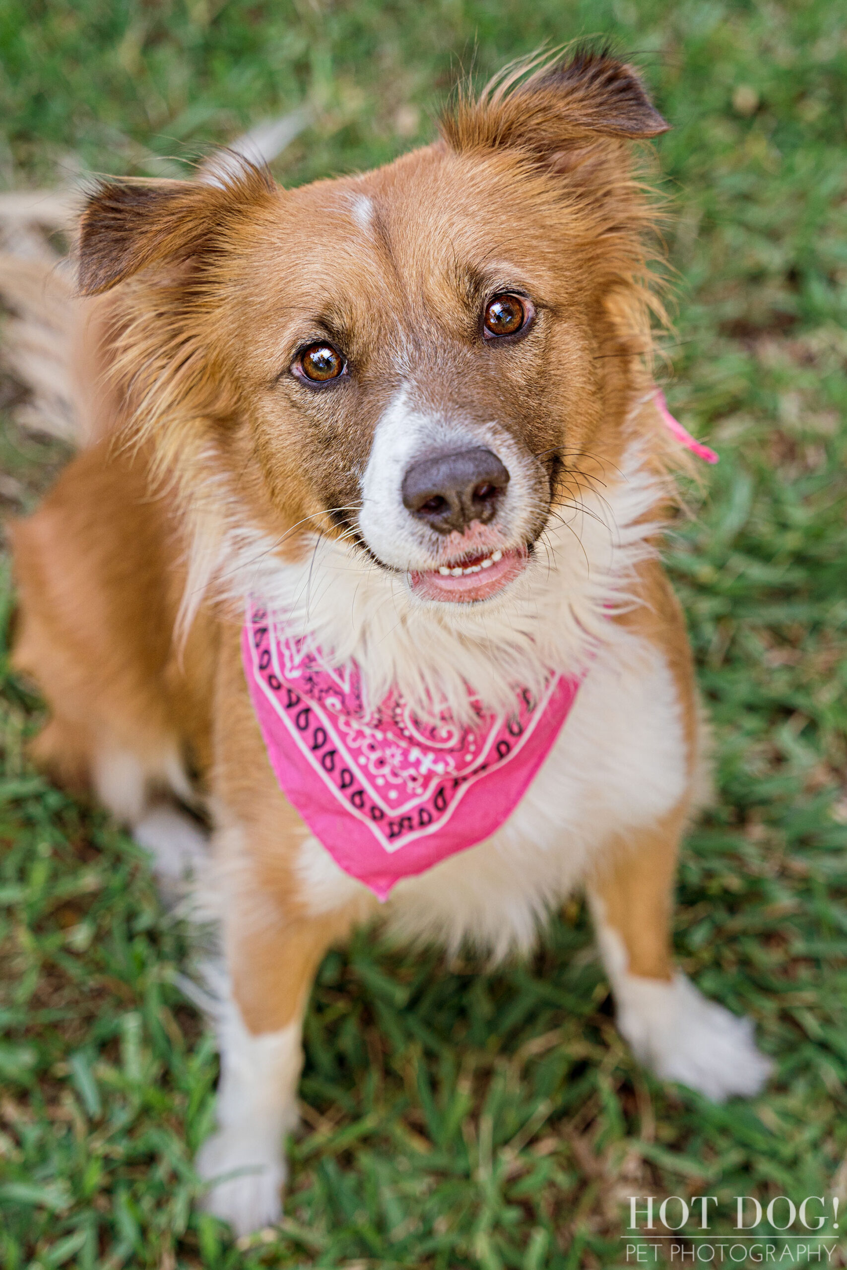 Hot Dog! Pet Photography captures the love and bond between two rescue dogs in this professional pet photo session.