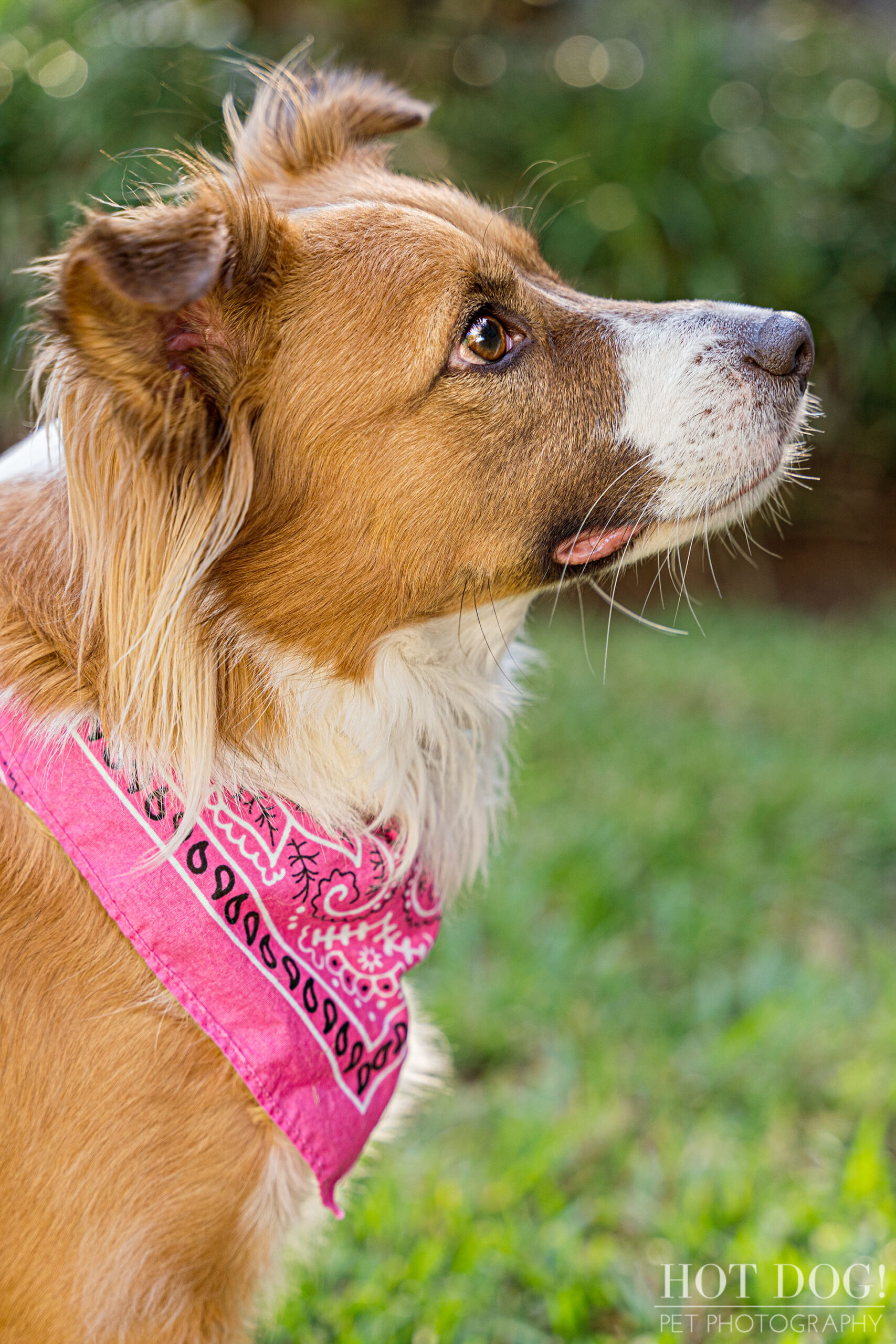 Cambrie the therapy dog is a natural in front of the camera in this professional pet photo session by Hot Dog! Pet Photography.