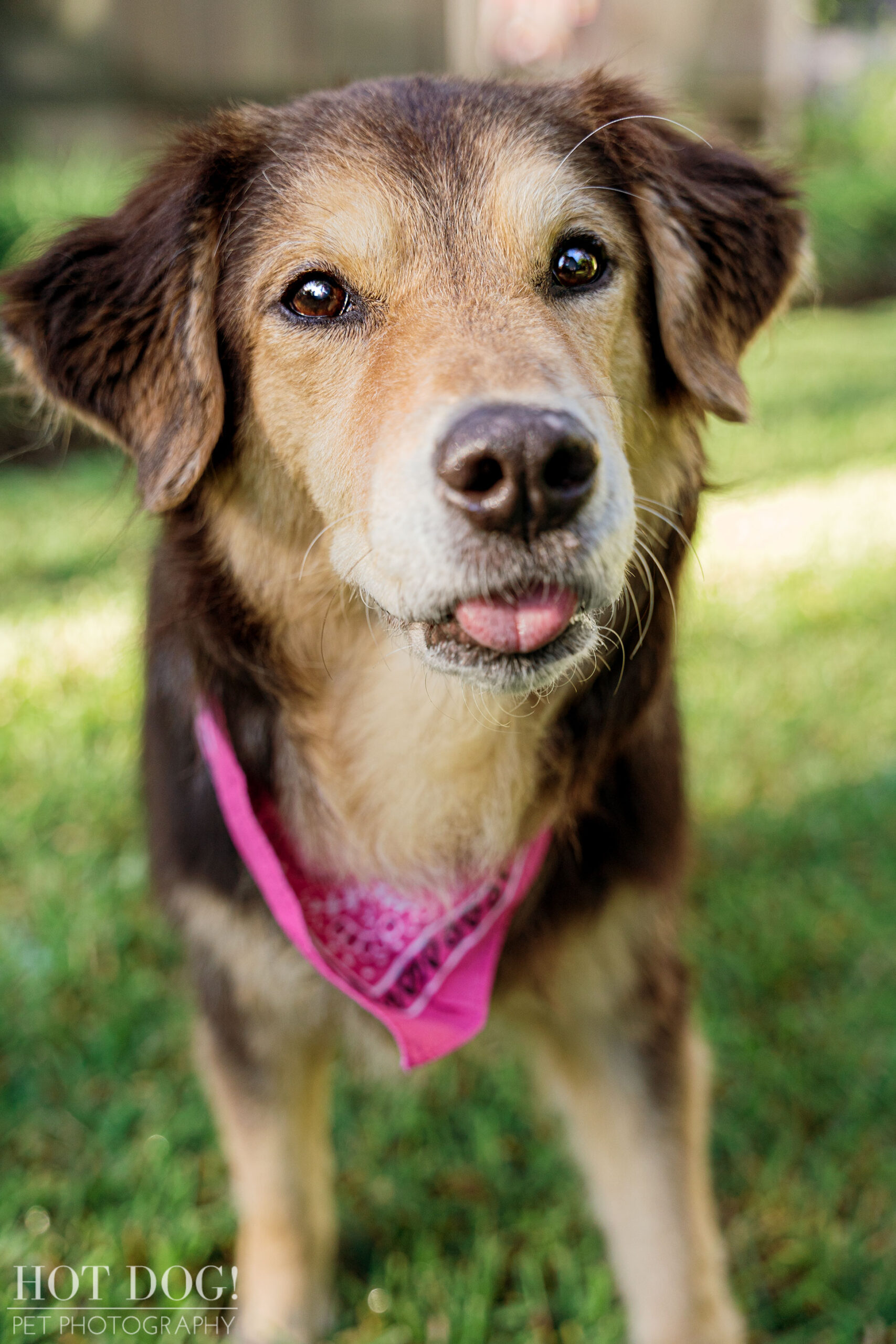 Senior rescue dog Rainey having her portrait taken by Hot Dog! Pet Photography.