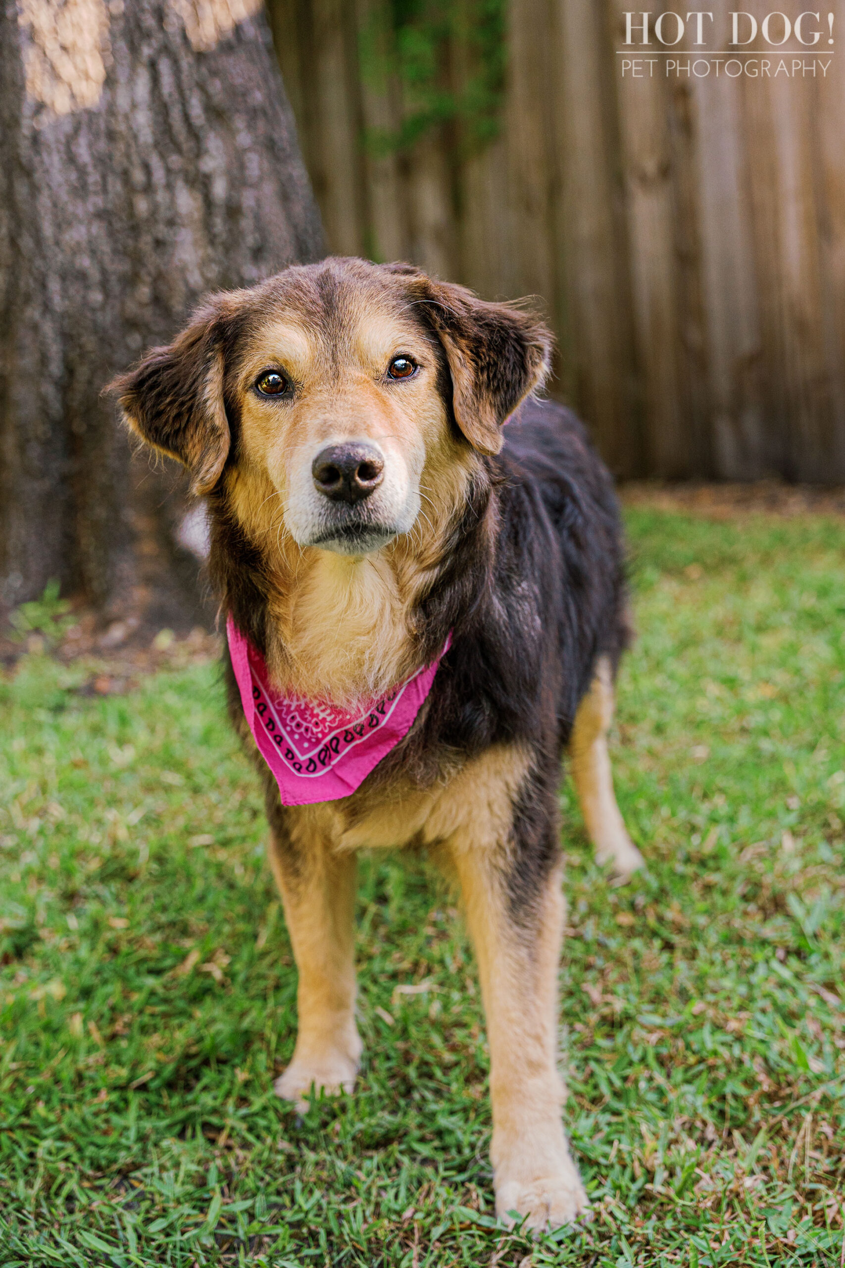 Let Hot Dog! Pet Photography capture the love and joy of your pet in a professional photo session that you'll cherish for years to come.