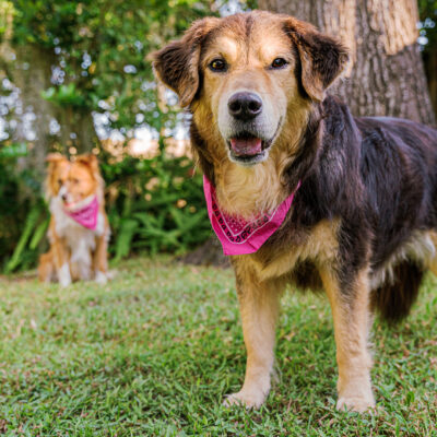 Rainey and Cambrie the Rescue Dogs | Orlando Pet Photography