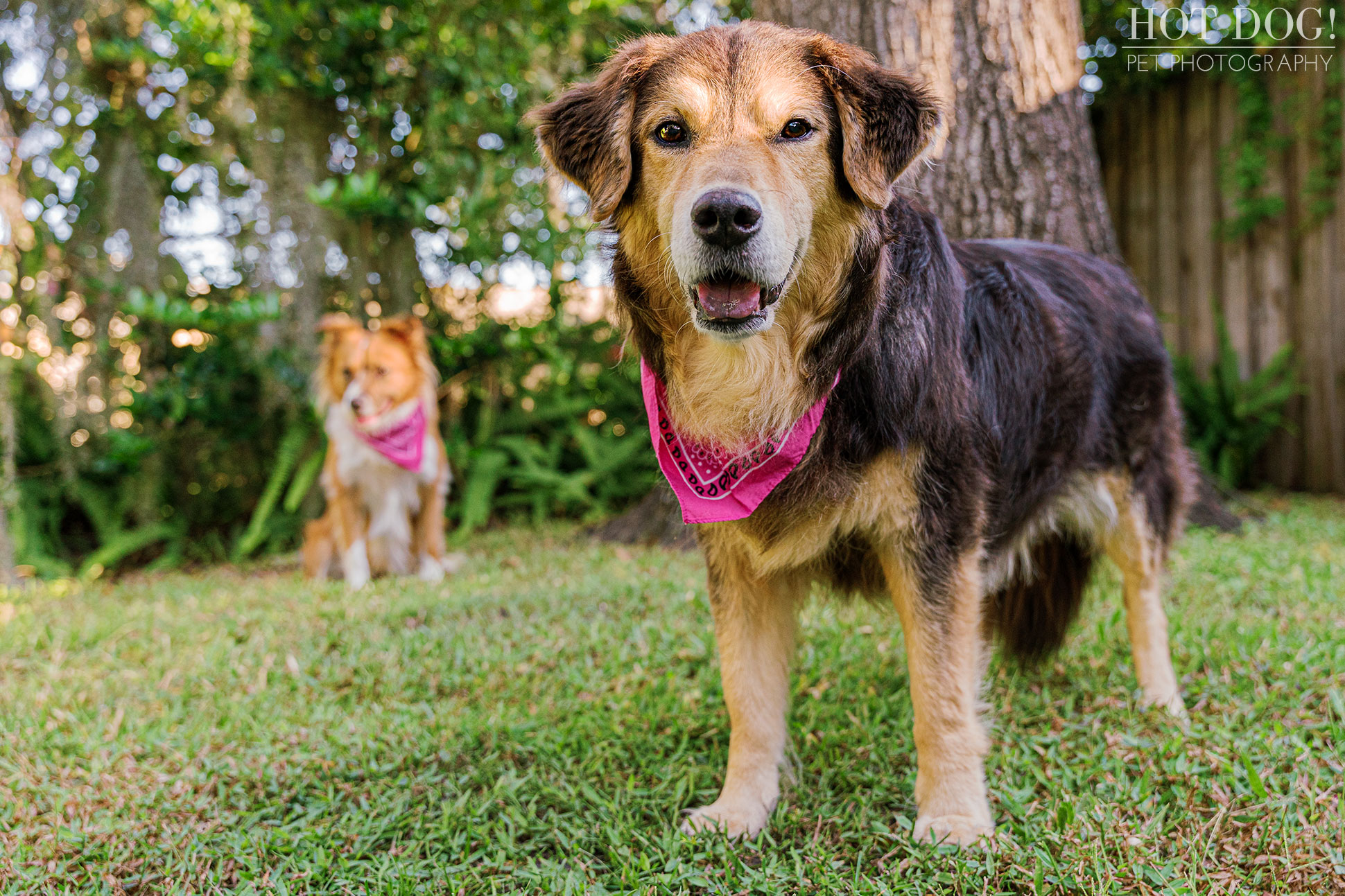 Hot Dog! Pet Photography is the premier pet photography studio in the area, and this end of life photo session with Rainey the senior rescue dog is proof of their talent.