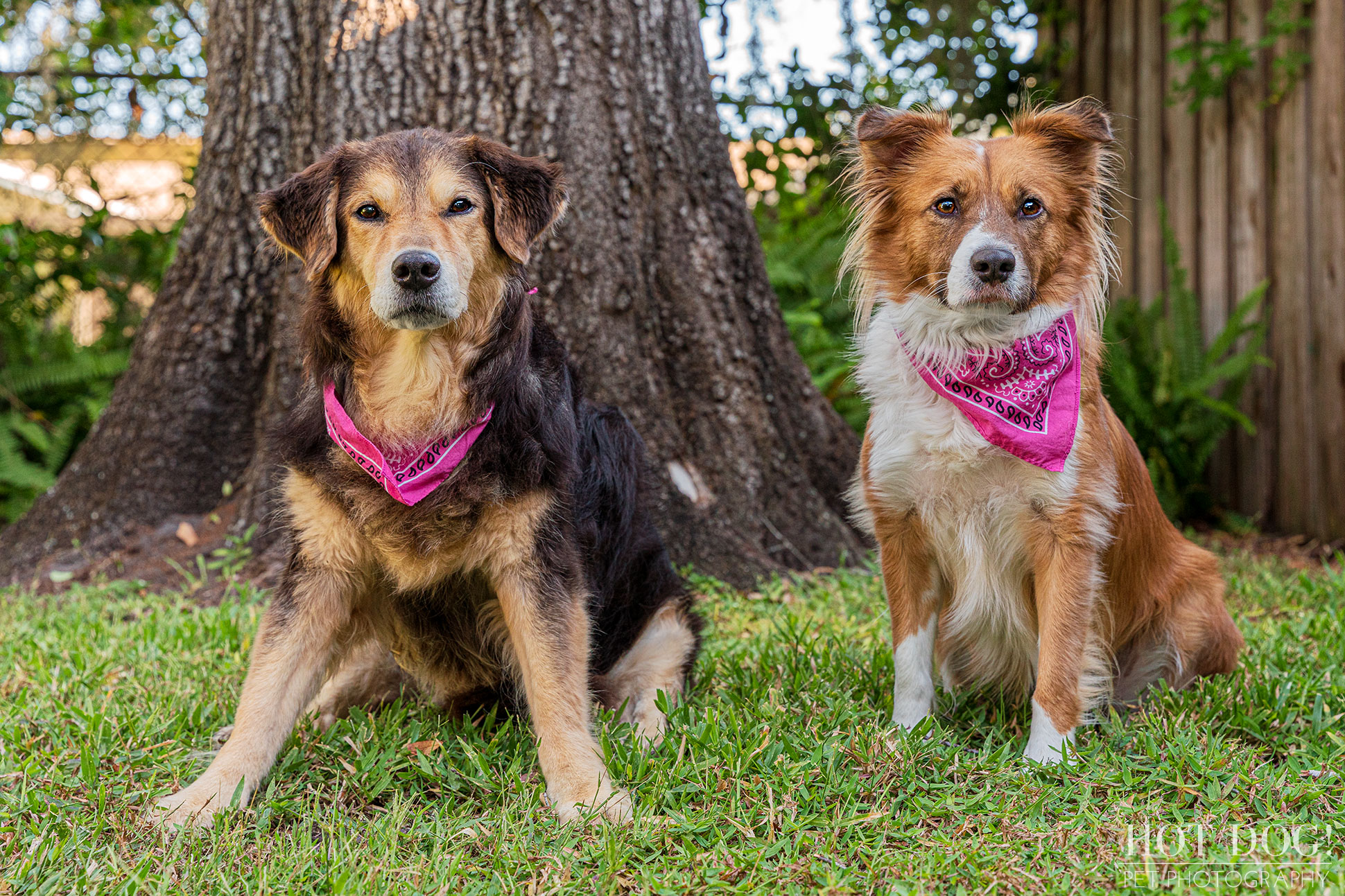 If you're looking for a professional pet photographer who can capture the personality of your furry friend, then Hot Dog! Pet Photography is the studio for you.