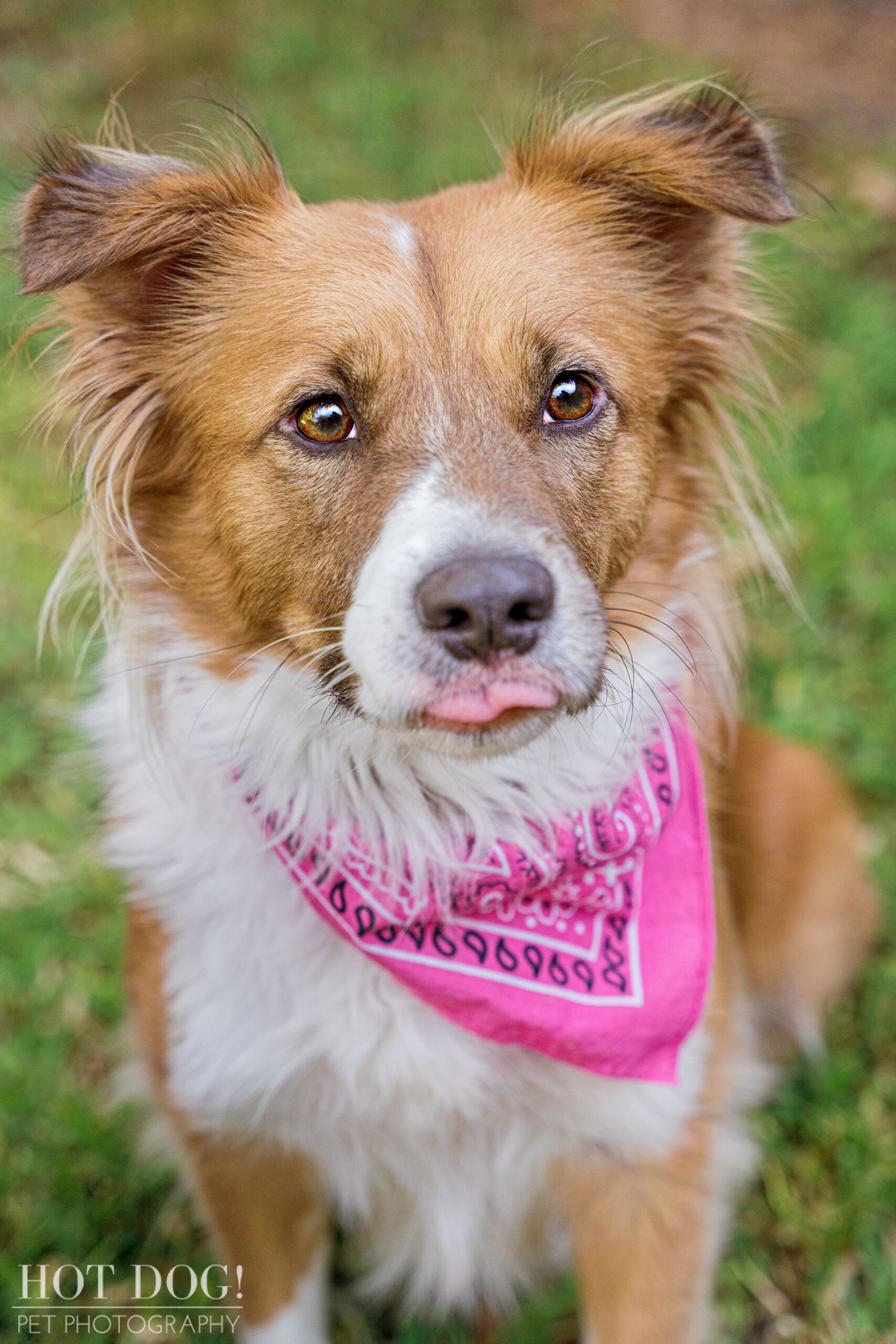 Cambrie the rescue dog is the star of this professional pet photo session by Hot Dog! Pet Photography.