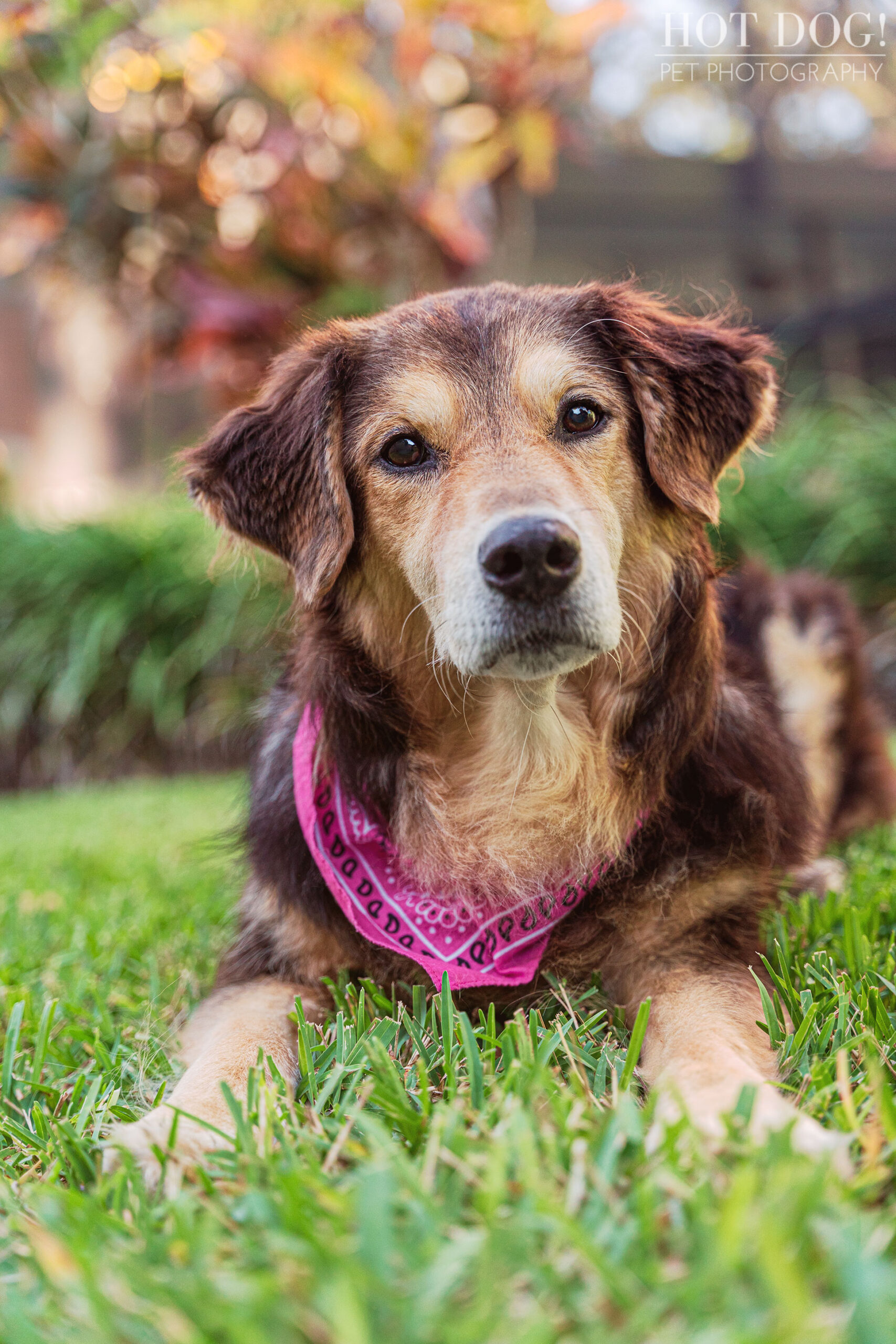 Senior rescue dog Rainey looking cute and cuddly in her professional pet photo session with Hot Dog! Pet Photography.