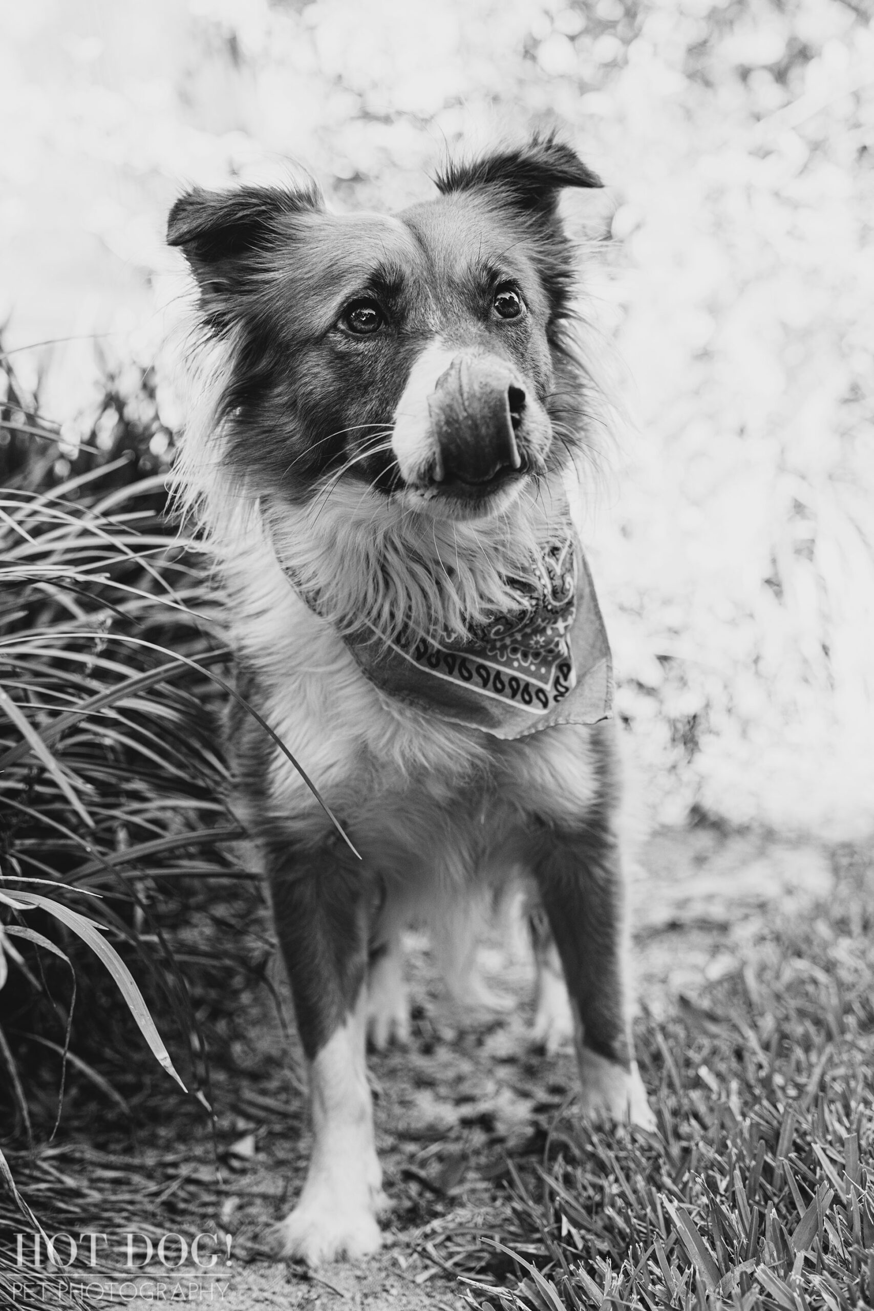 Hot Dog! Pet Photography creates stunning photos of therapy dog Cambrie in this professional pet photo session.