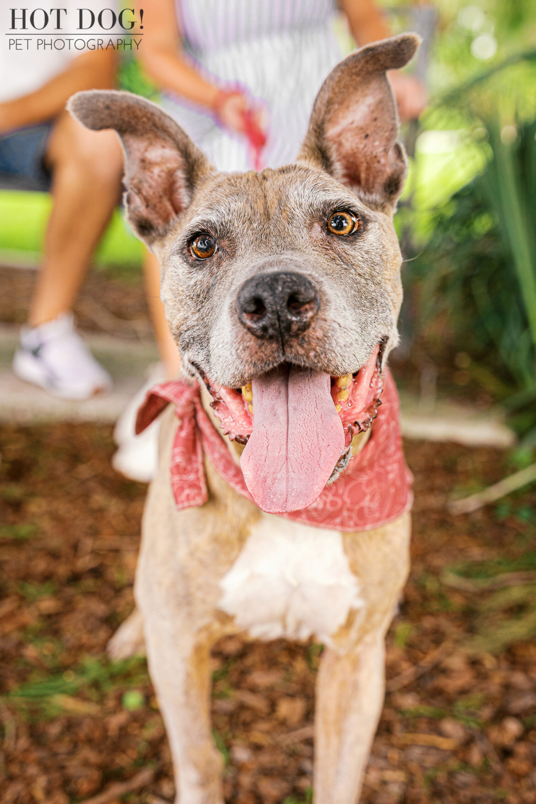 Close-up of Rosie with her ears perked and her tongue out.