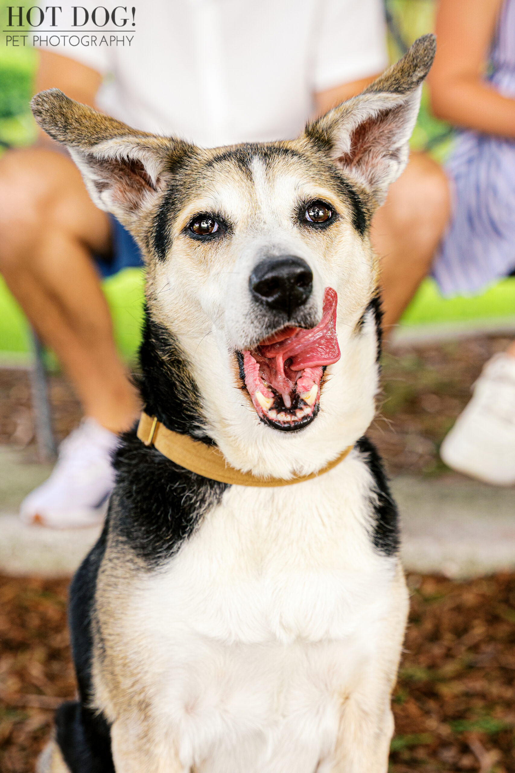 Close-up of Emmy with an excited expression and tongue out during playtime.