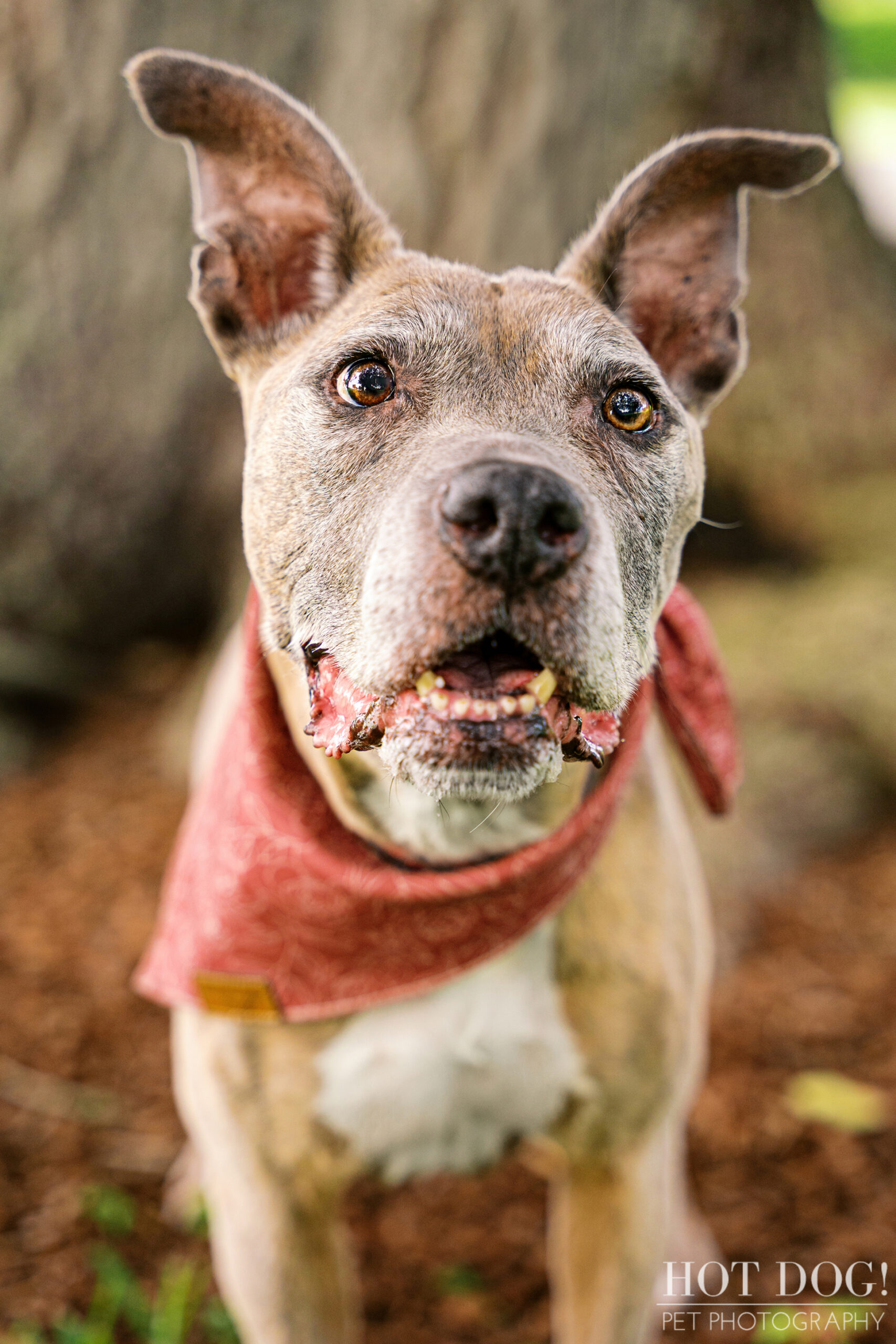 Close-up of Rosie with an excited expression.