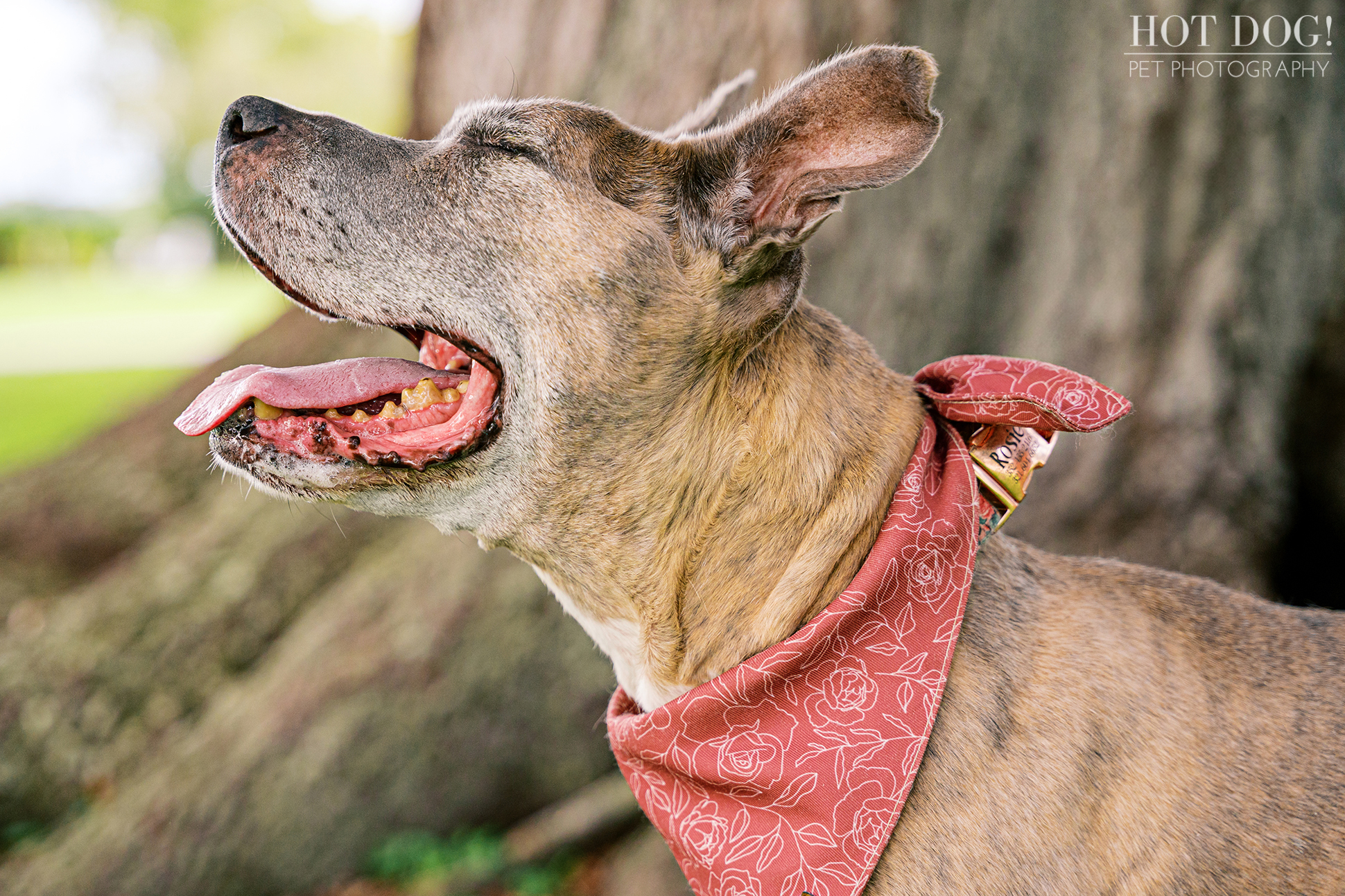 Rosie the senior pit mix smiling under the shade of a tree at Newton Park in Winter Garden.