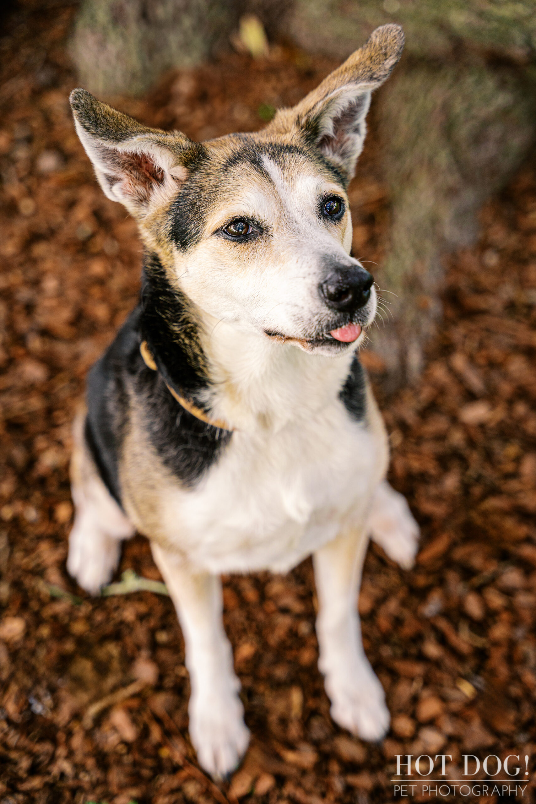 Emmy resting beneath a large tree, enjoying a quiet moment in the shade.