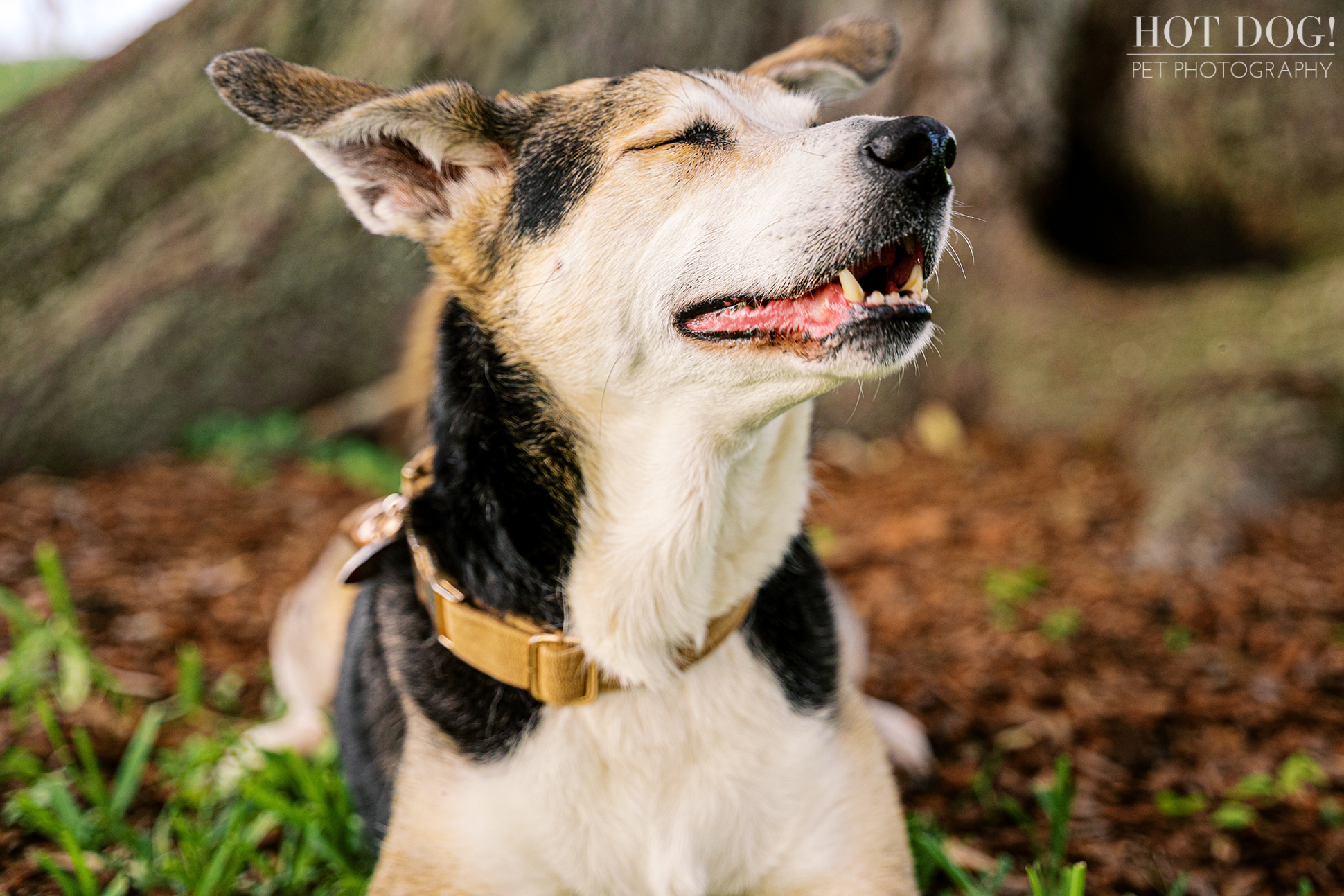 Emmy resting beneath a large tree, enjoying a quiet moment in the shade.