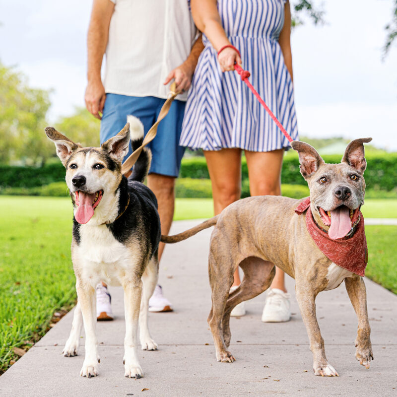 Rosie & Emmy’s Golden Hour Adventure at Newton Park | Winter Garden Pet Photography