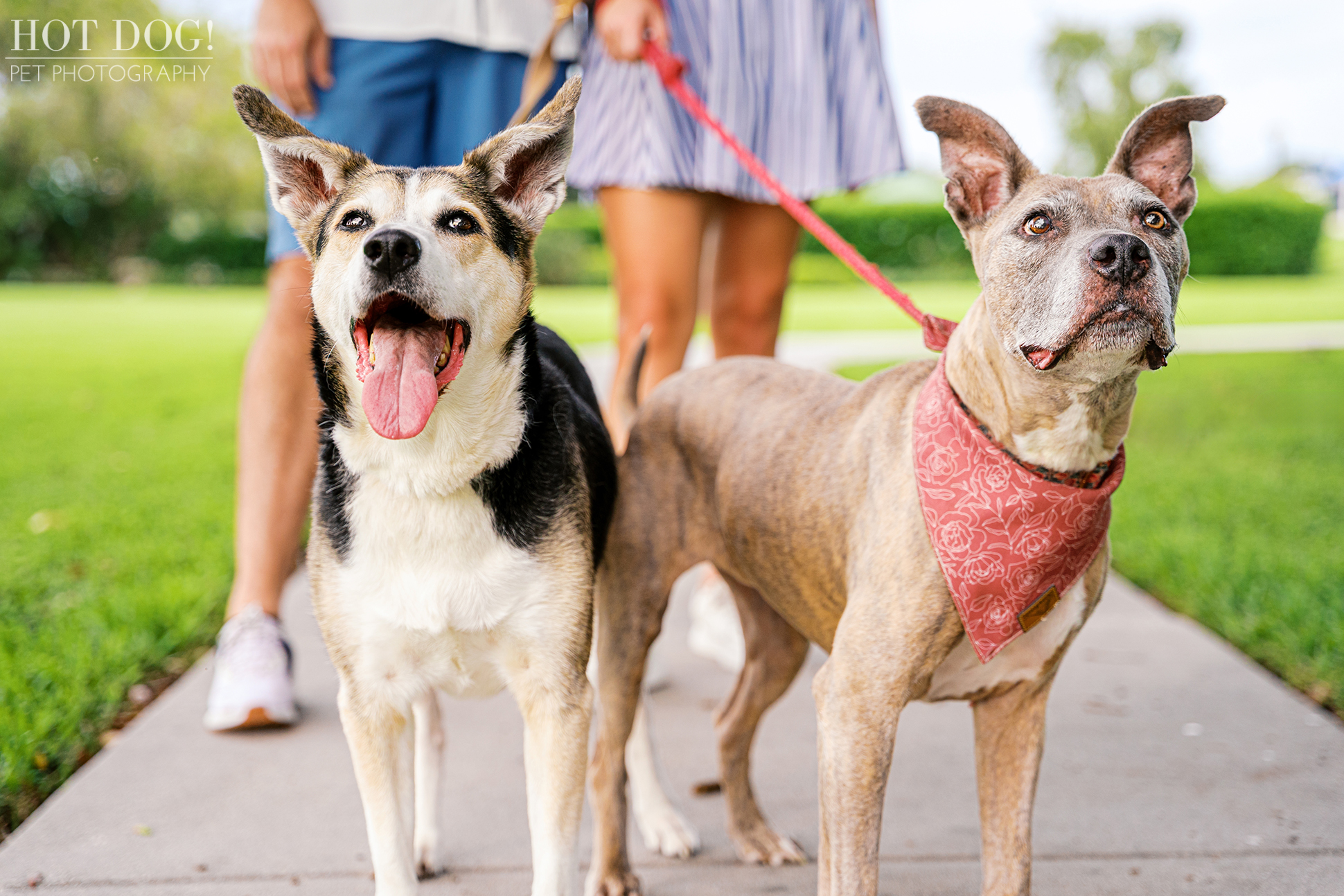 The whole family walking along the park path with Rosie and Emmy leading the way.