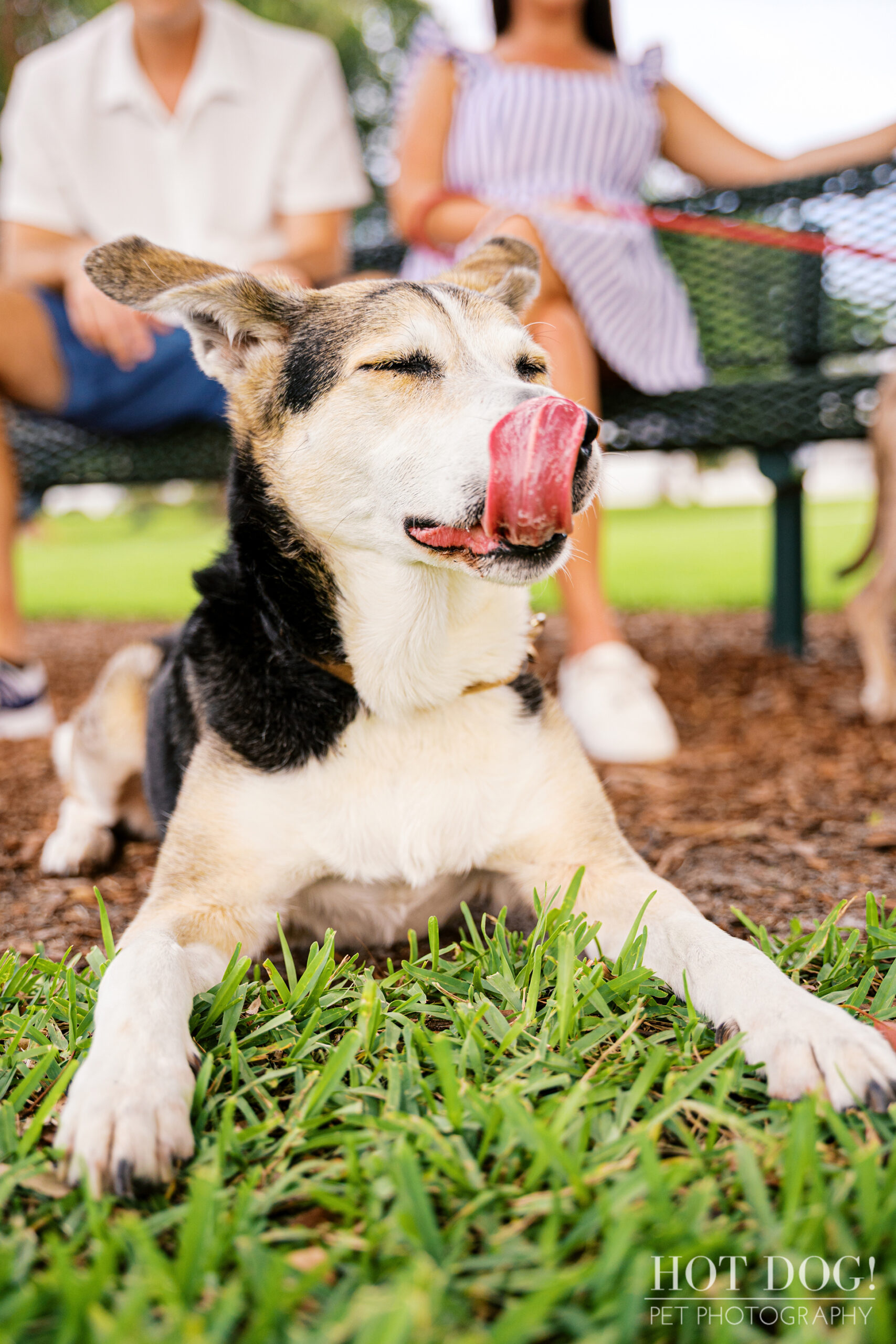 Emmy resting in front of Tara and Brandon on a park bench, licking her lips after a treat.