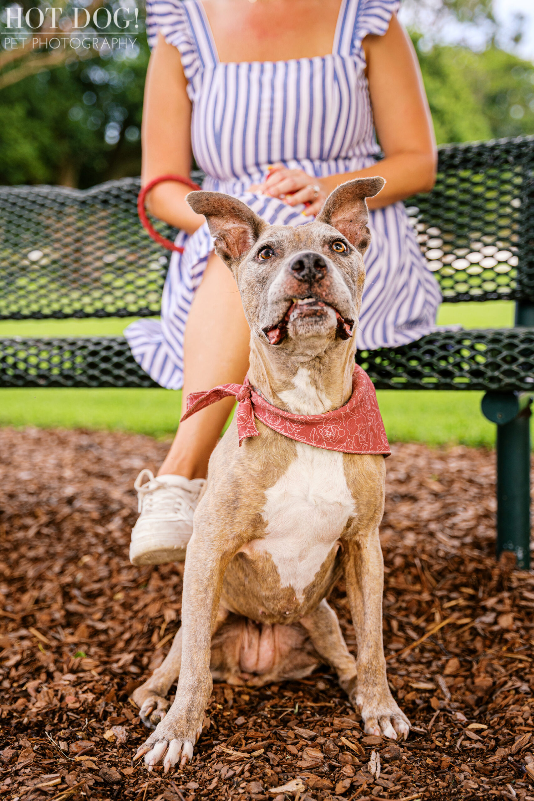Rosie sitting in front of Tara on a park bench, waiting for a treat.