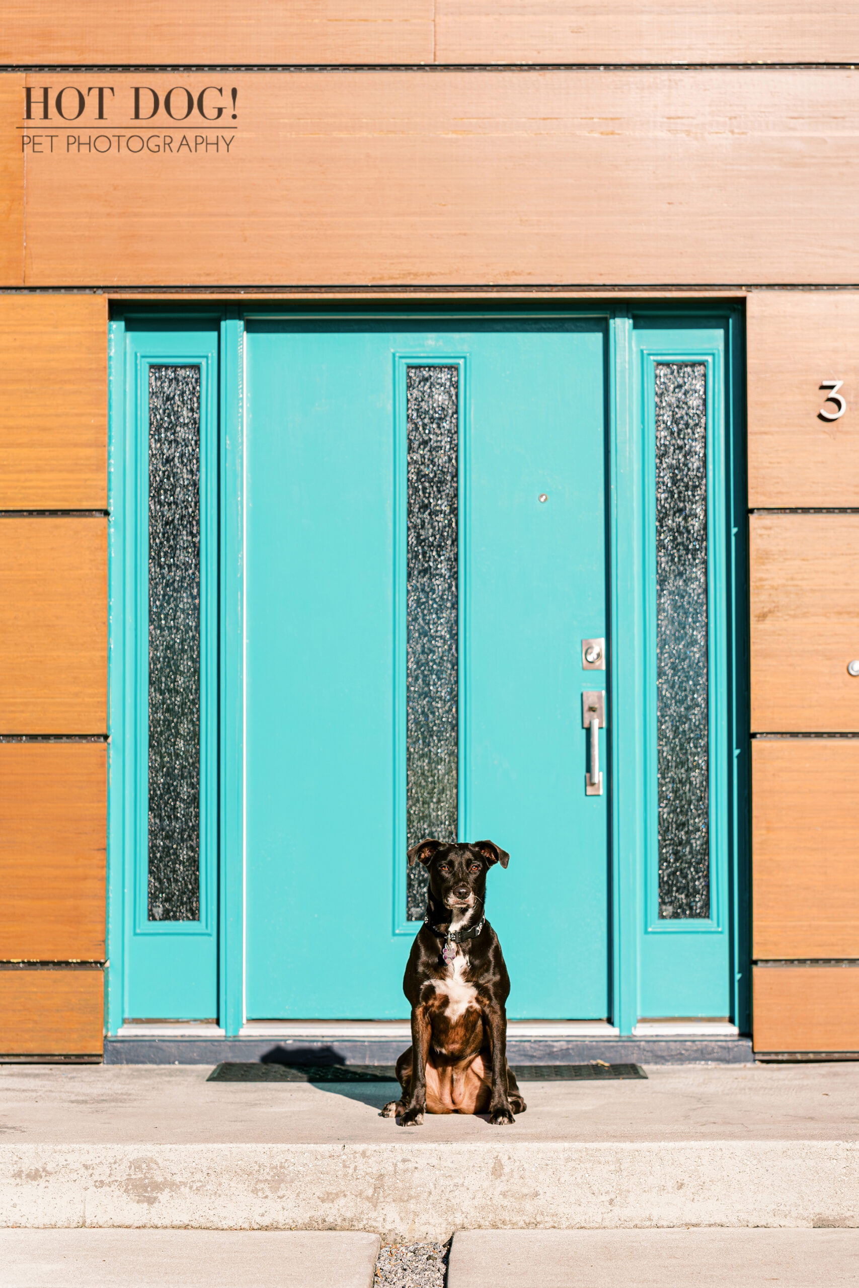 Adorable rescue mix named Roxie posing for a professional pet photo session with Hot Dog! Pet Photography.