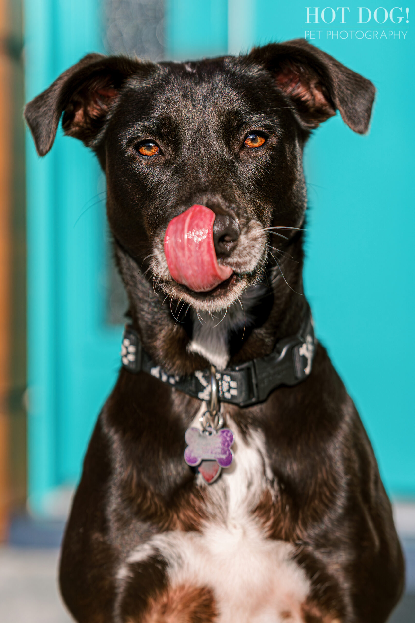 Hot Dog! Pet Photography creates stunning photos of mixed breed rescue dog Roxie in this professional pet photo session.