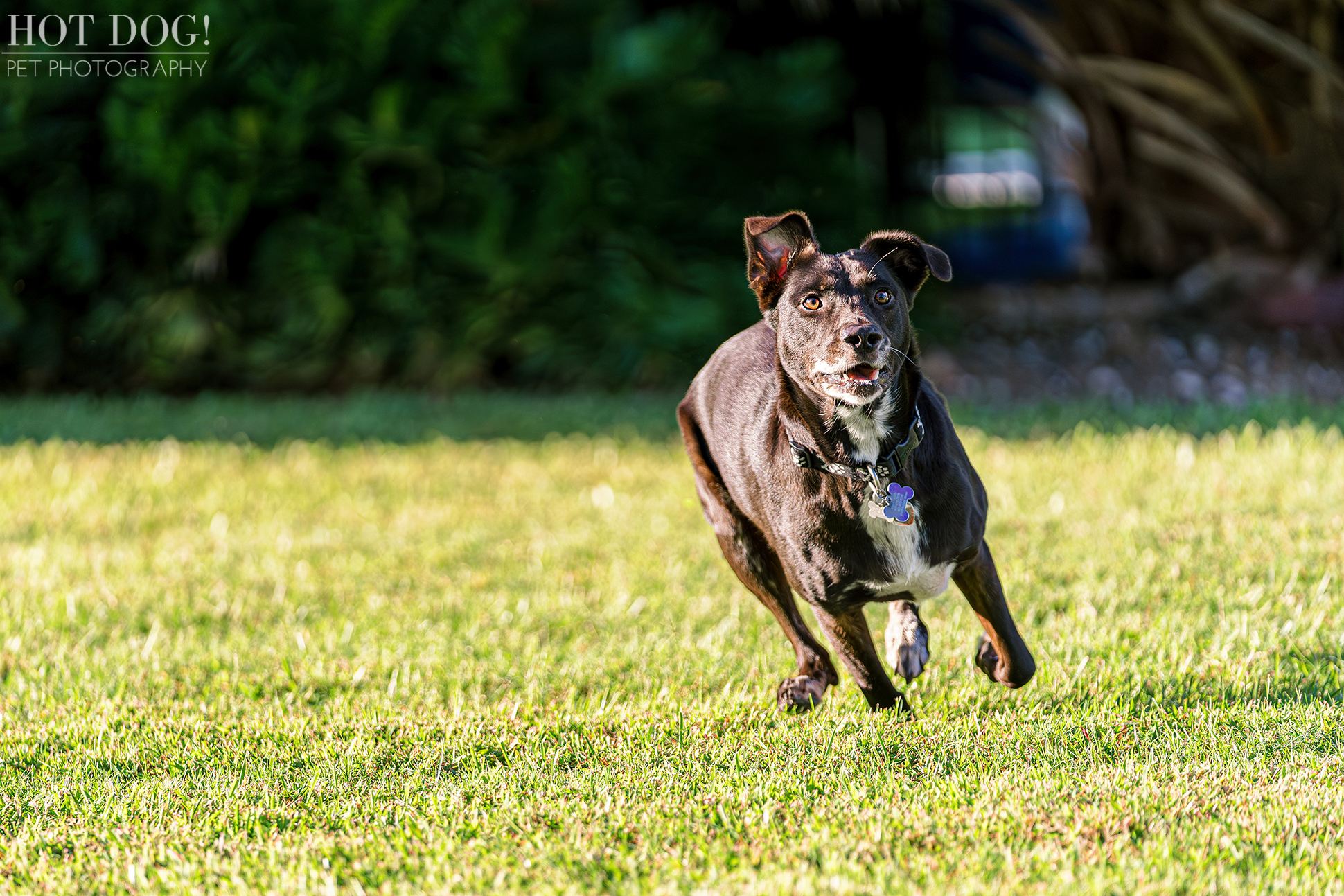 Sun-kissed zoomies! Mixed breed pup Roxie races through her backyard in College Park, Florida, her fur ablaze with joy. (Photo by Hot Dog! Pet Photography)
