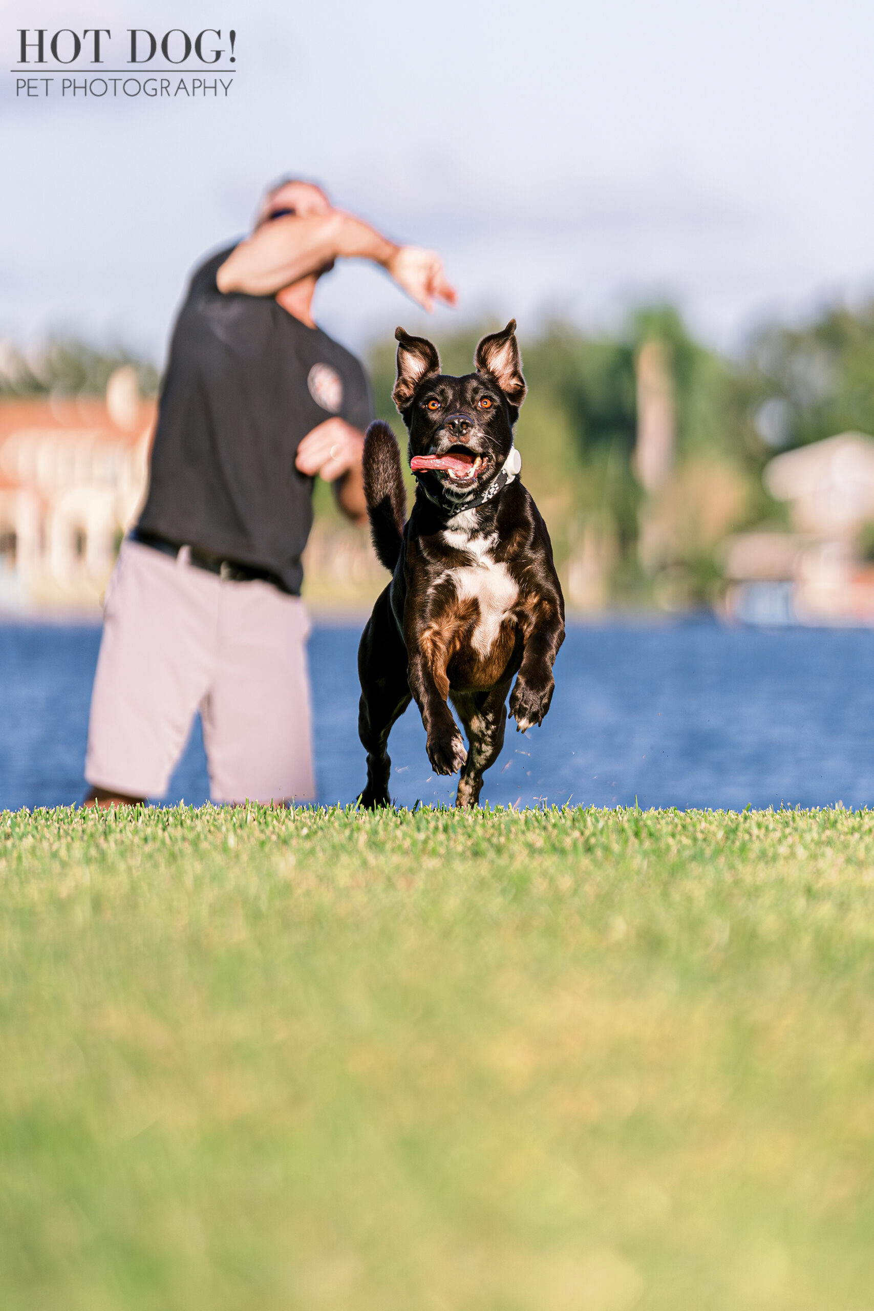 Catch me if you can! Roxie, the mischievous mixed breed, chases a ball in her backyard in College Park, her tongue lolling out in pure canine glee. (Photo by Hot Dog! Pet Photography)